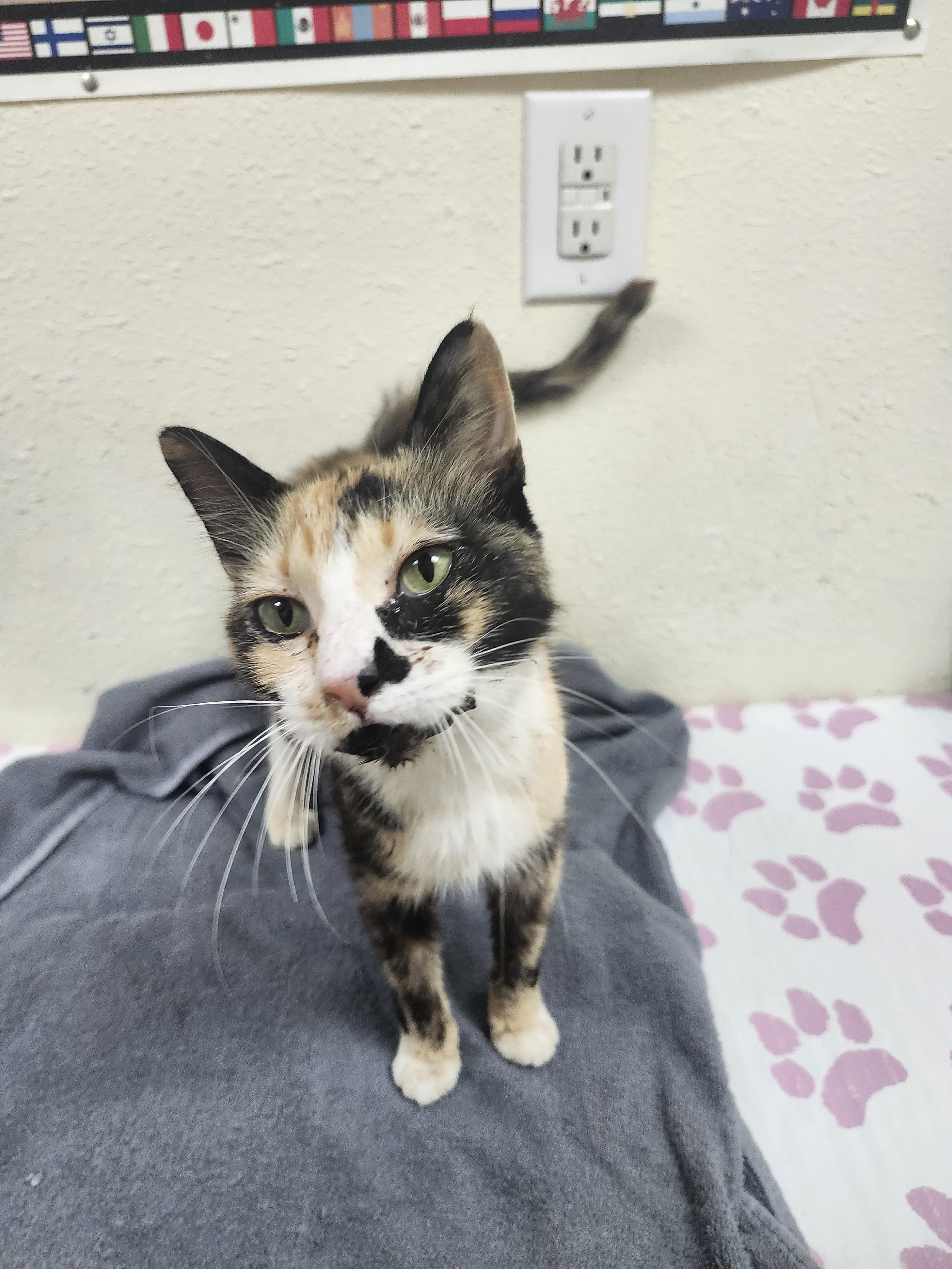 Truffle & Biscoff, Adult Female Domestic Short Hair