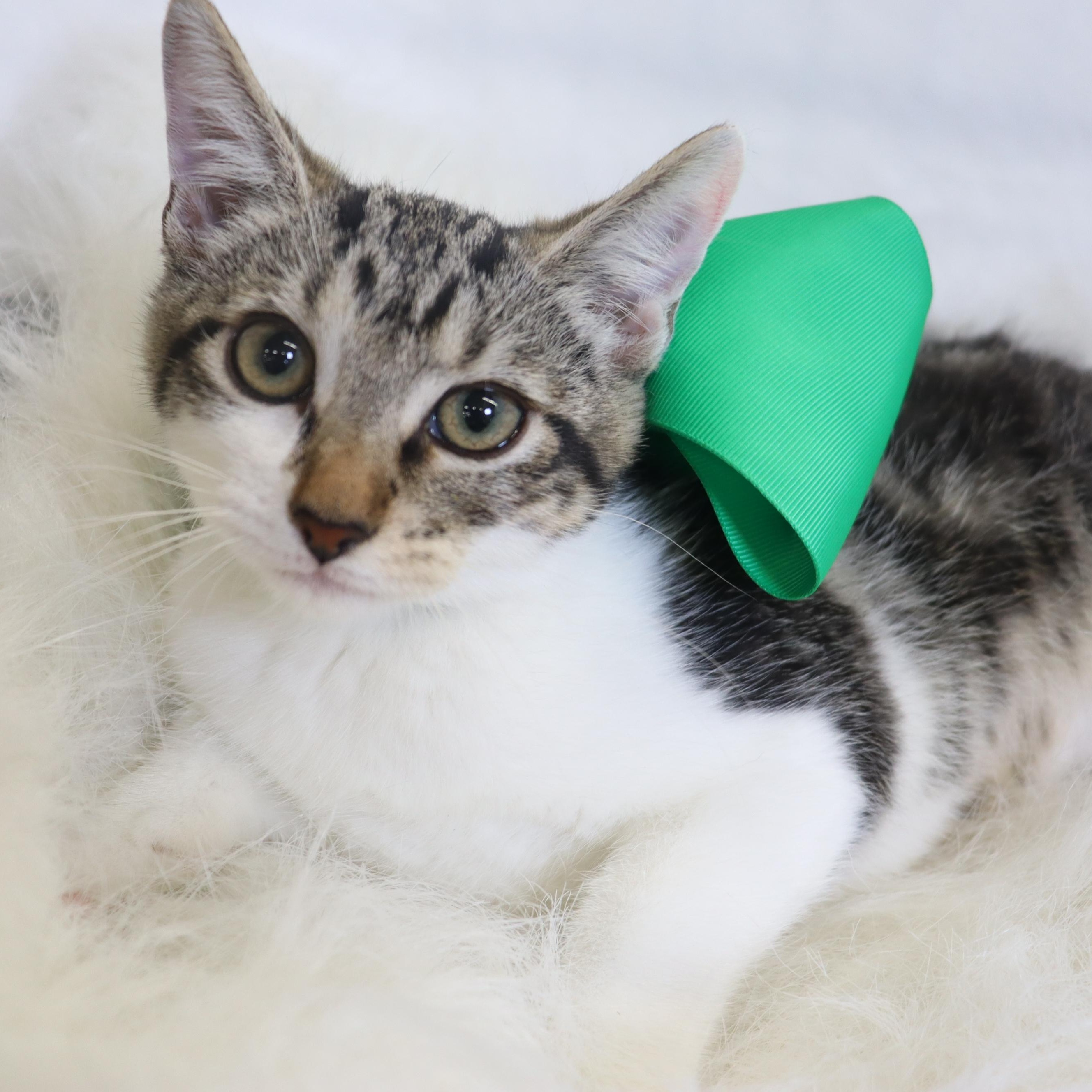 Sassafras!, a Adoptable Domestic Short Hair in League City, TX image 1/6