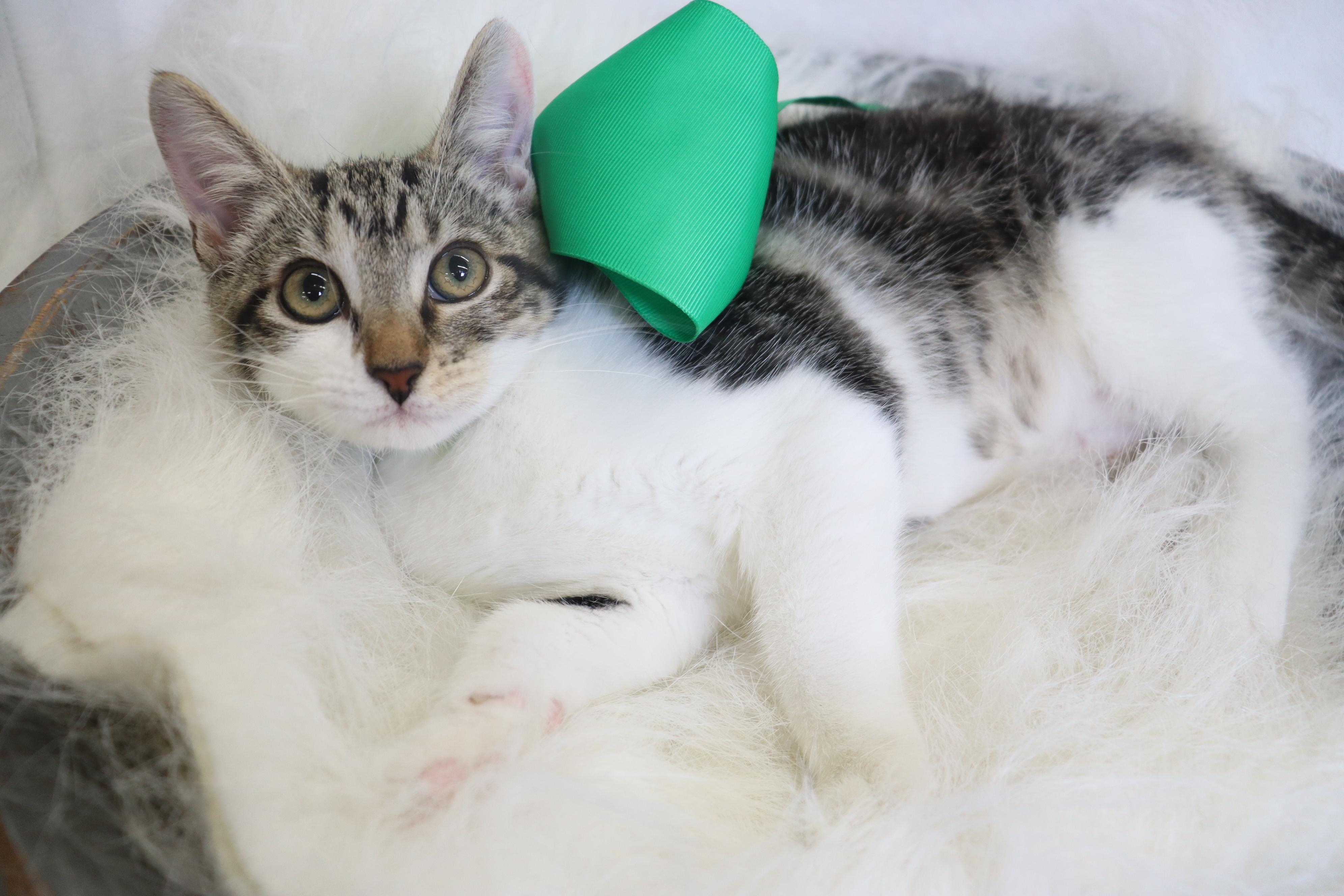 Sassafras!, a Adoptable Domestic Short Hair in League City, TX image 2/6