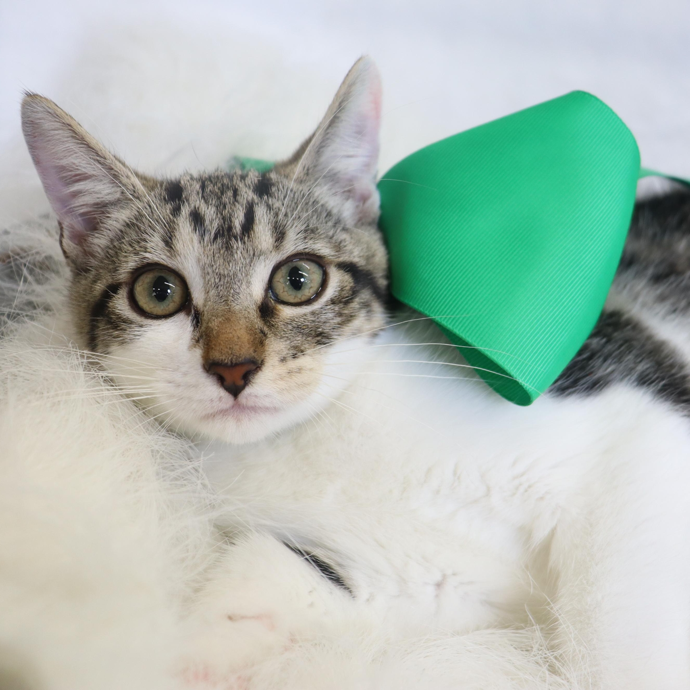 Sassafras!, a Adoptable Domestic Short Hair in League City, TX image 5/6