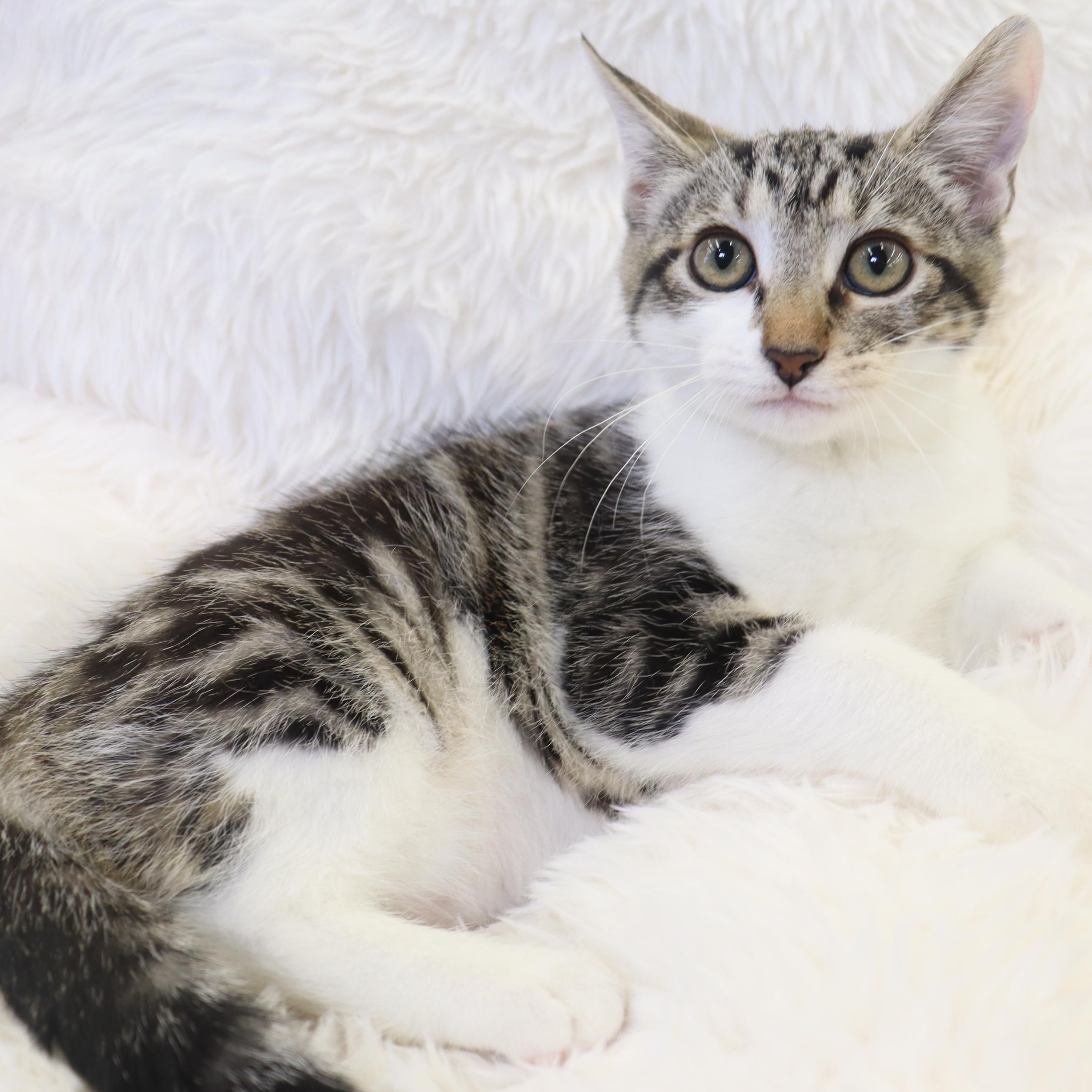 Sassafras!, a Adoptable Domestic Short Hair in League City, TX image 6/6