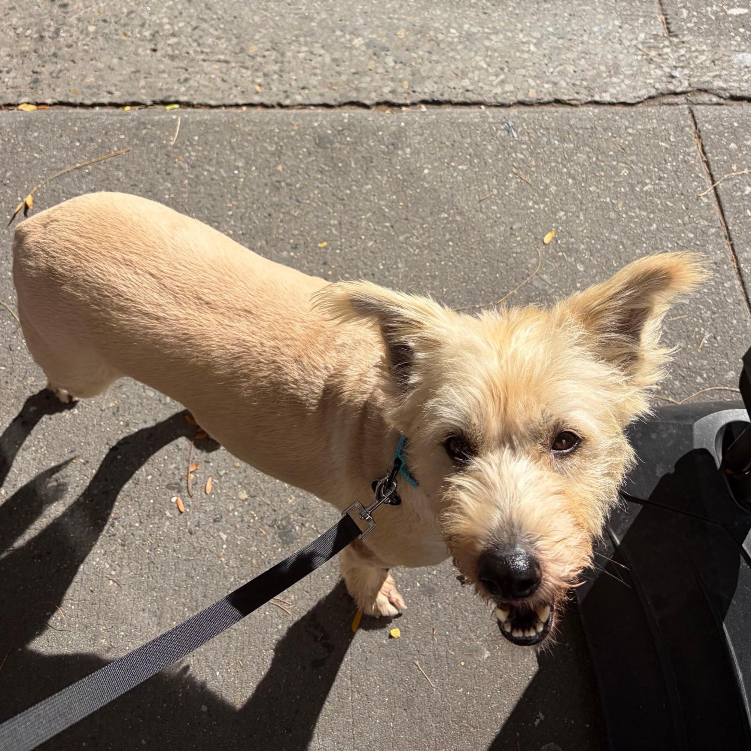 Enlarge Fini, a Adoptable mixed breed in Brooklyn, NY image 4/5