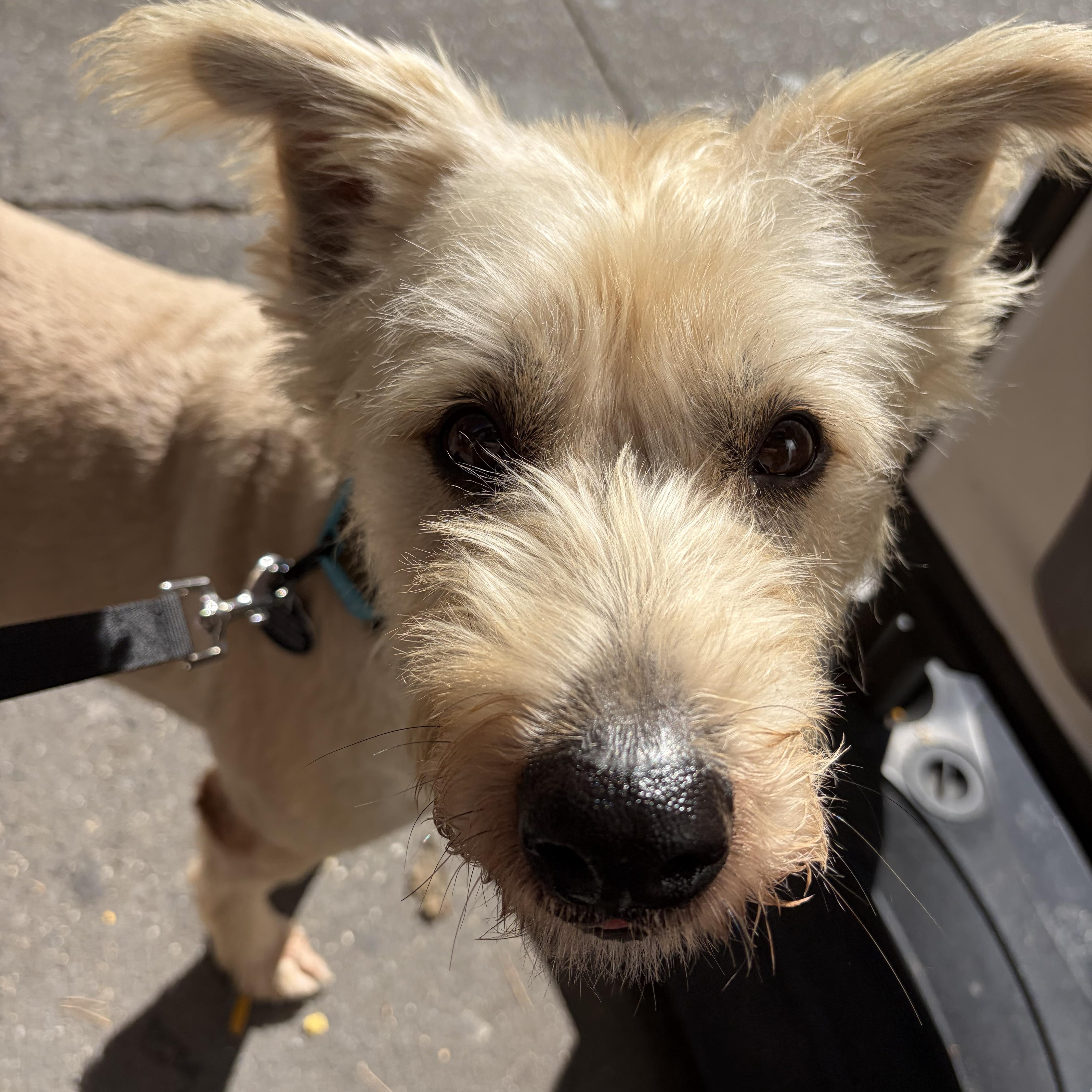 Enlarge Fini, a Adoptable mixed breed in Brooklyn, NY image 2/5