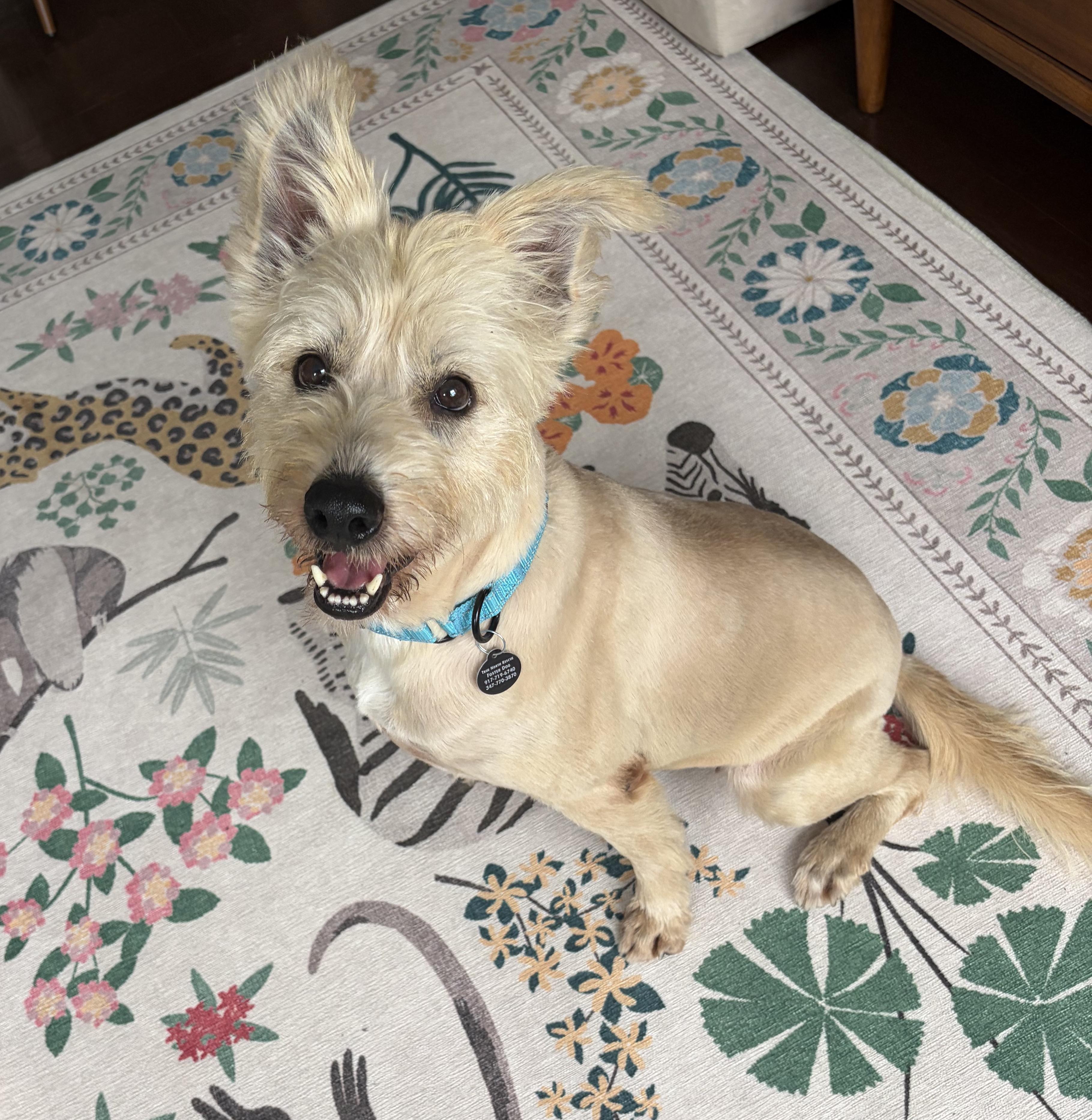 Fini, Adoptable, Adult Female Labradoodle.