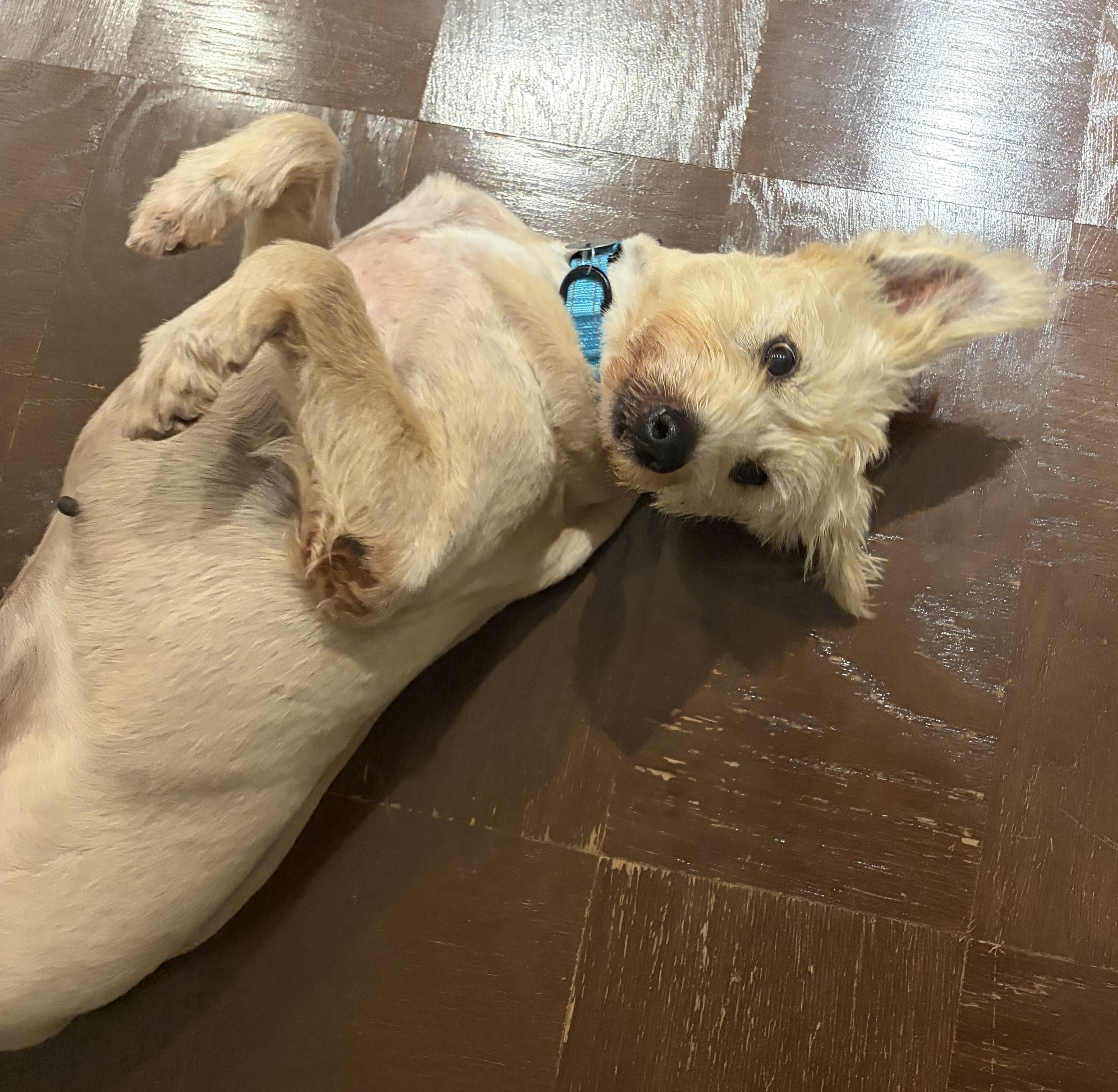 Enlarge Fini, a Adoptable mixed breed in Brooklyn, NY image 3/5