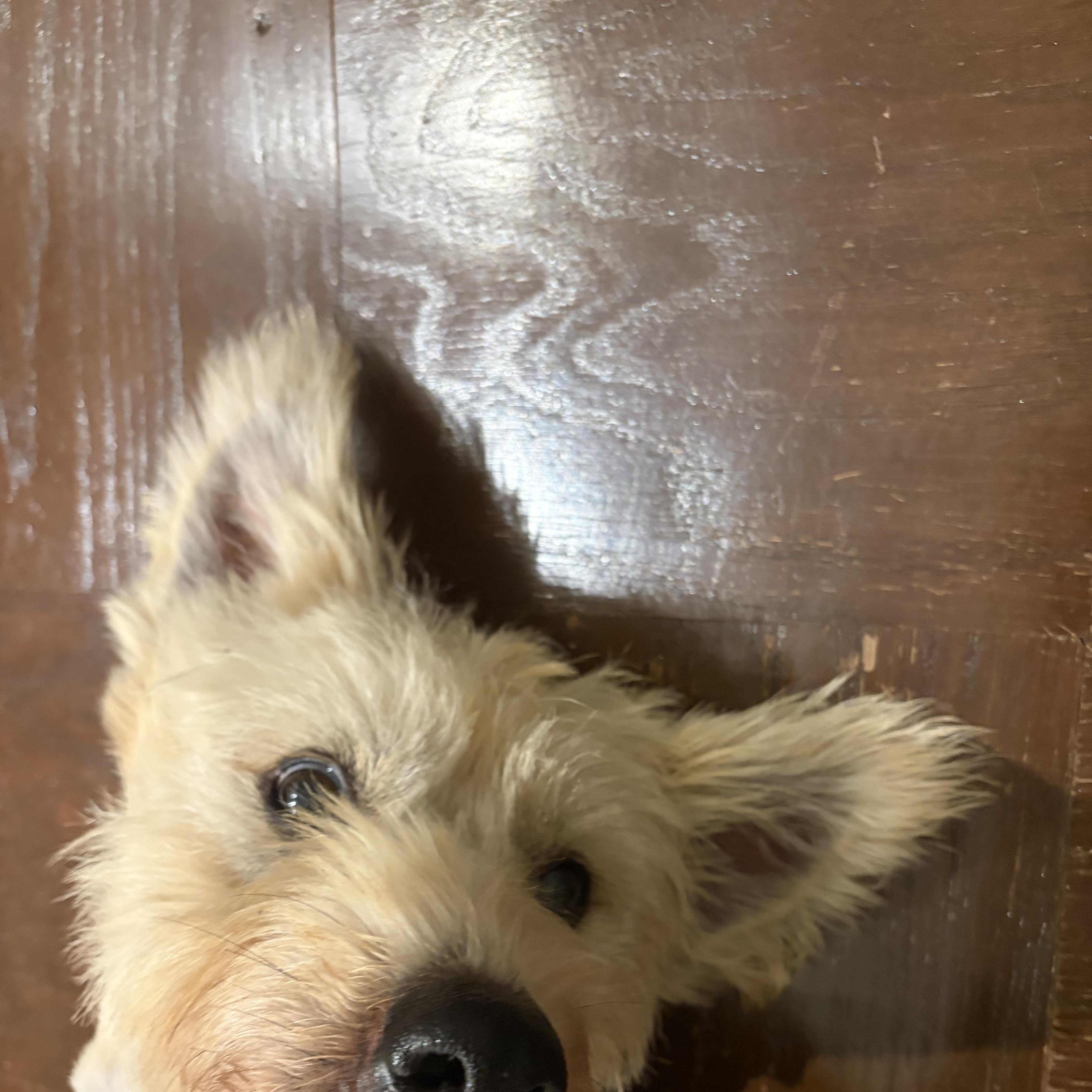 Enlarge Fini, a Adoptable mixed breed in Brooklyn, NY image 5/5