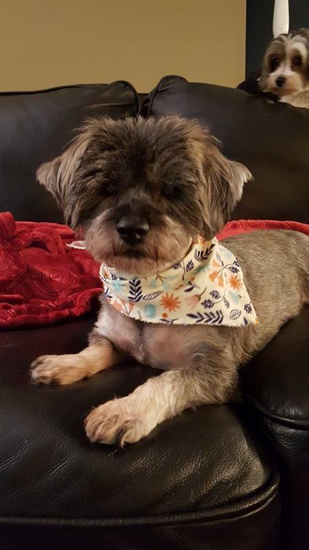 Sylvia (Momma), a Adopted Schnauzer in Tenafly, NJ image 1/3