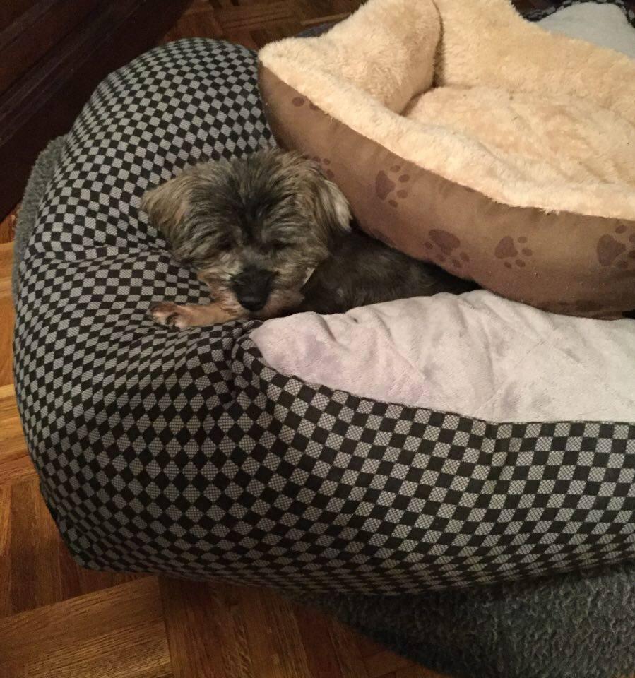 Sylvia (Momma), a Adopted Schnauzer in Tenafly, NJ image 2/3