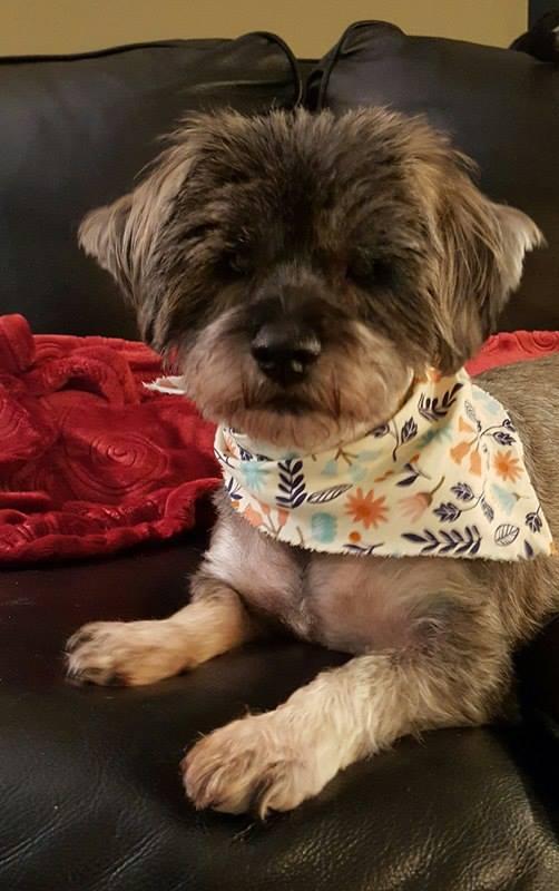 Sylvia (Momma), a Adopted Schnauzer in Tenafly, NJ image 3/3