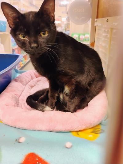 Velvet, adoptable, Young Female Domestic Short Hair.
