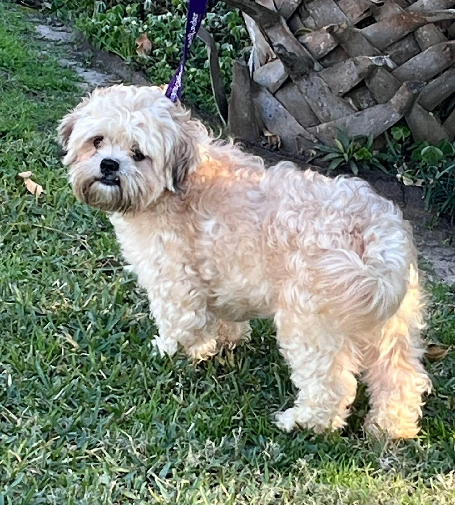 Enlarge Leo Barkley , a ADOPTABLE Lhasa Apso in Houston, TX image 3/3