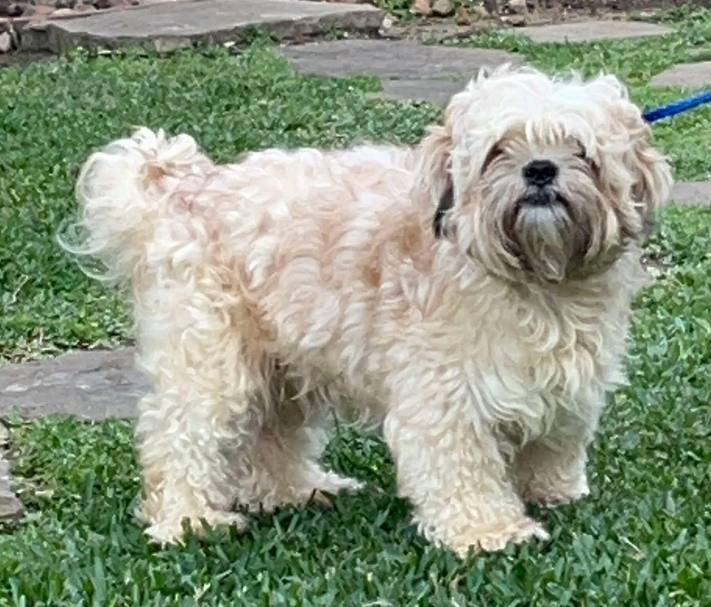 Enlarge Leo Barkley , a ADOPTABLE Lhasa Apso in Houston, TX image 2/3