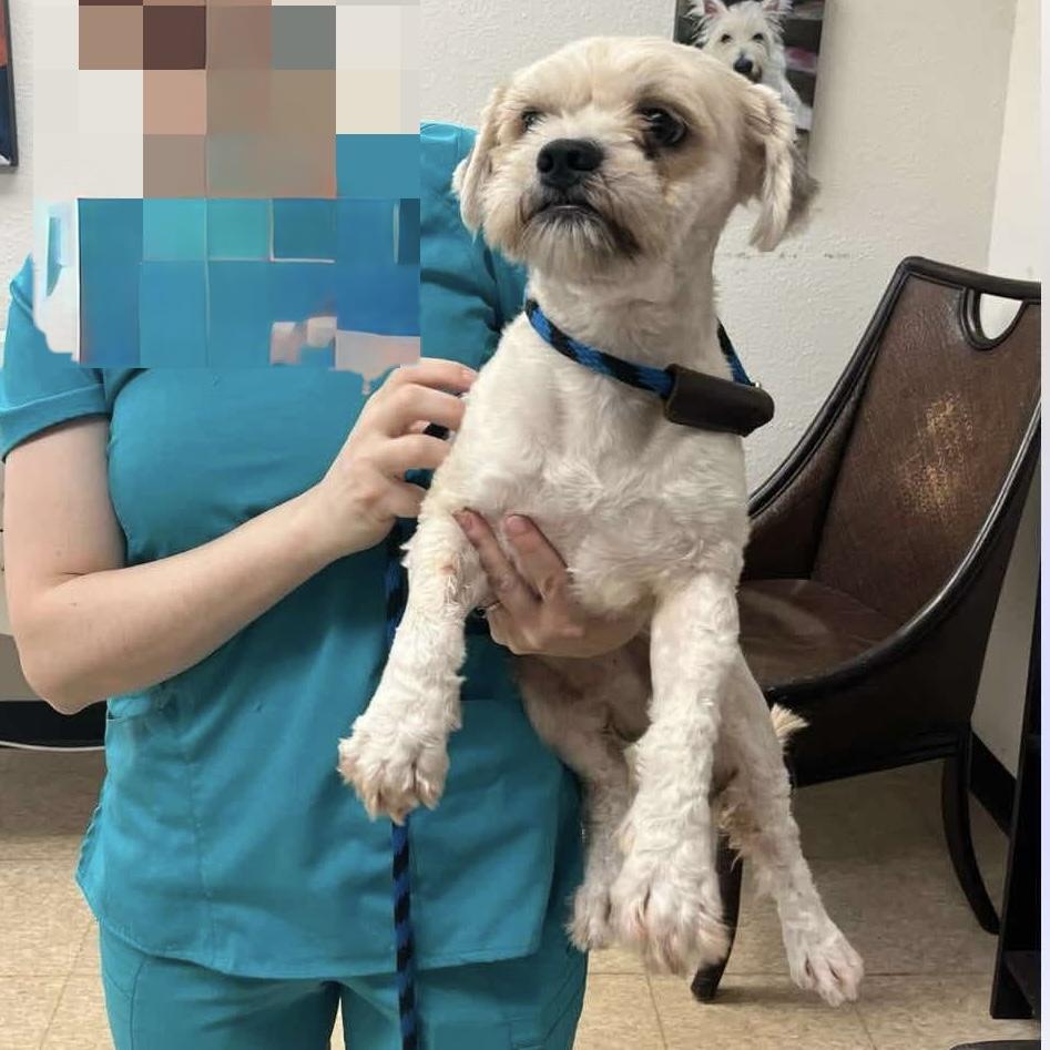 Leo Barkley , ADOPTABLE, Young Male Lhasa Apso.