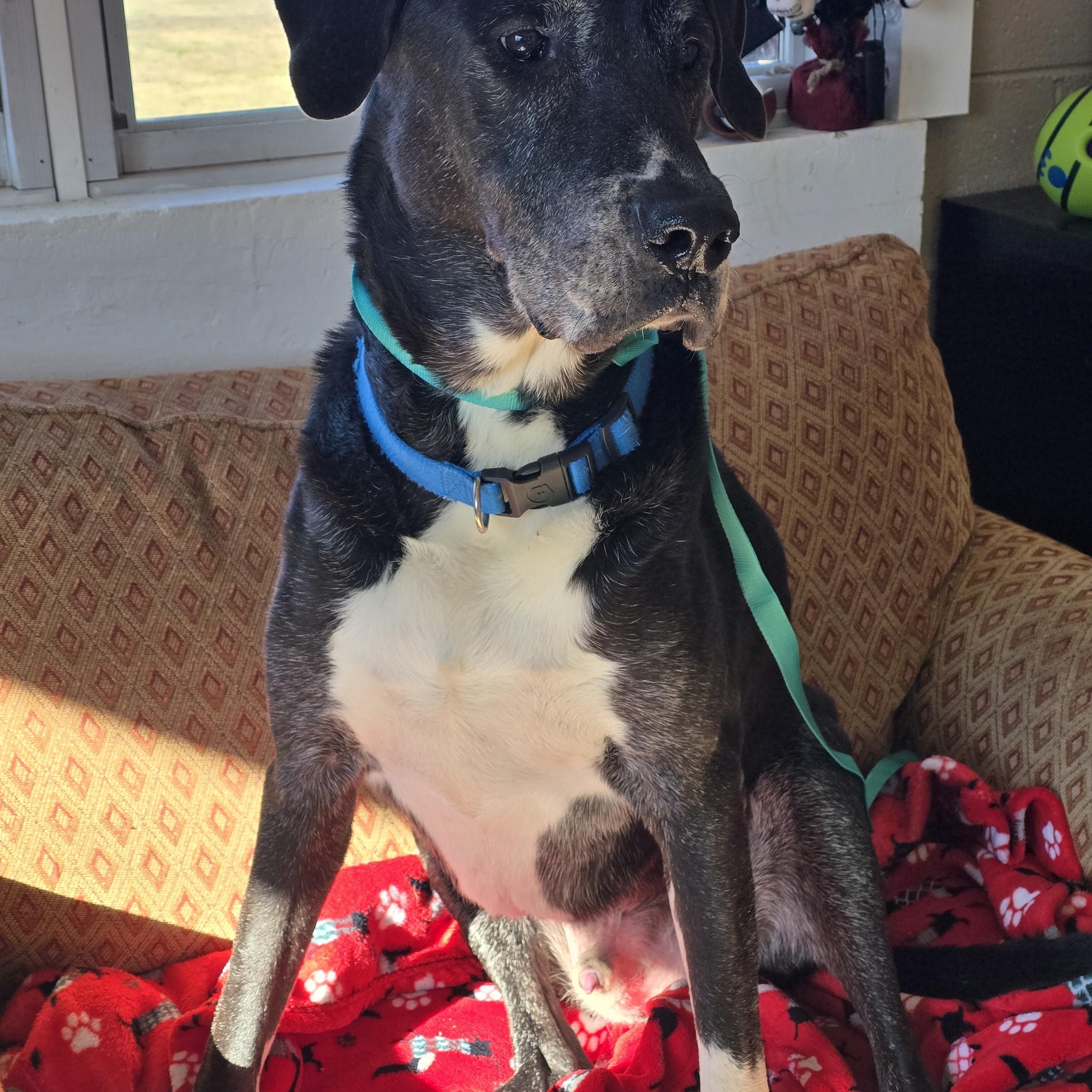 Kojo, ADOPTABLE, Senior Male Great Dane & Black Labrador Retriever.