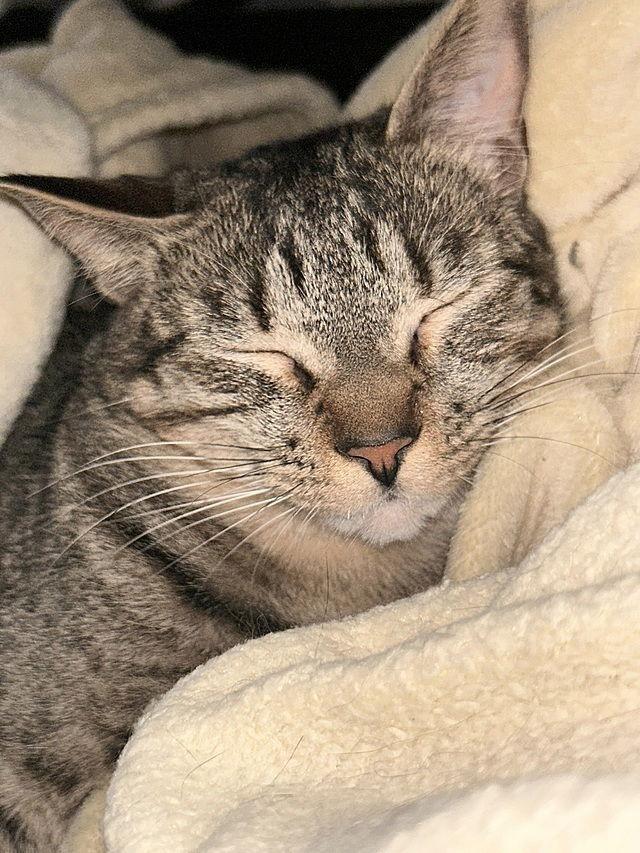 Cayman, Adoptable, Young Male Domestic Short Hair.