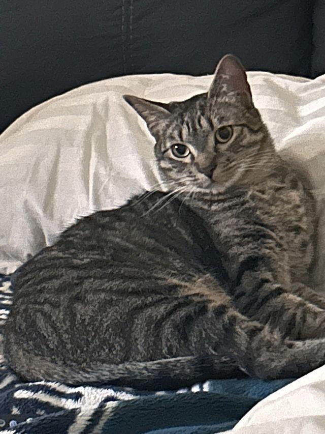 Enlarge Cayman, a Adoptable Domestic Short Hair in Tampa, FL image 2/3