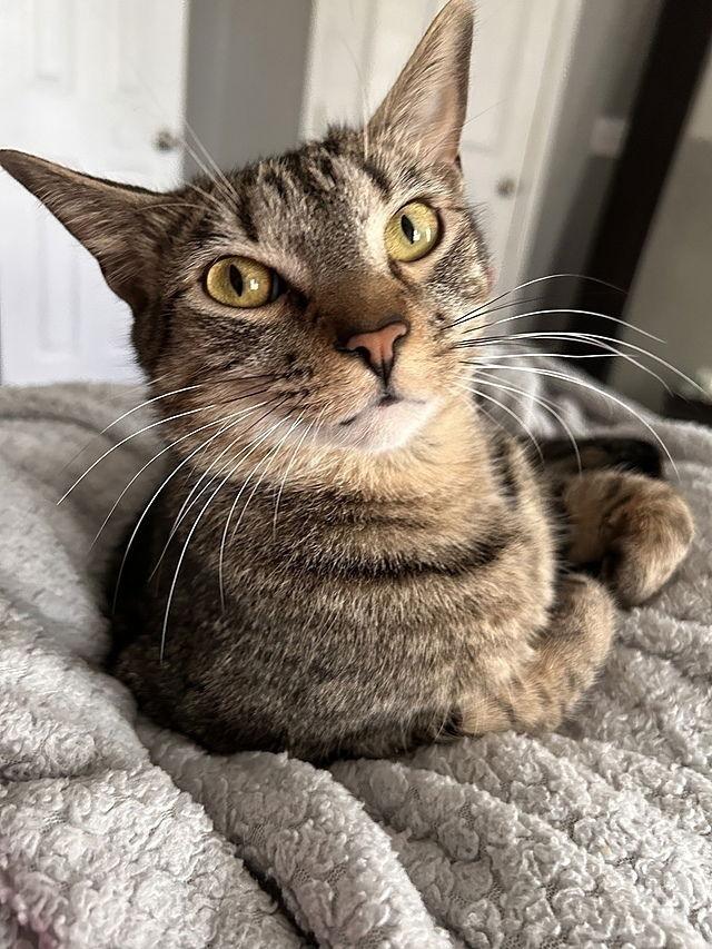 Enlarge Cayman, a Adoptable Domestic Short Hair in Tampa, FL image 3/3