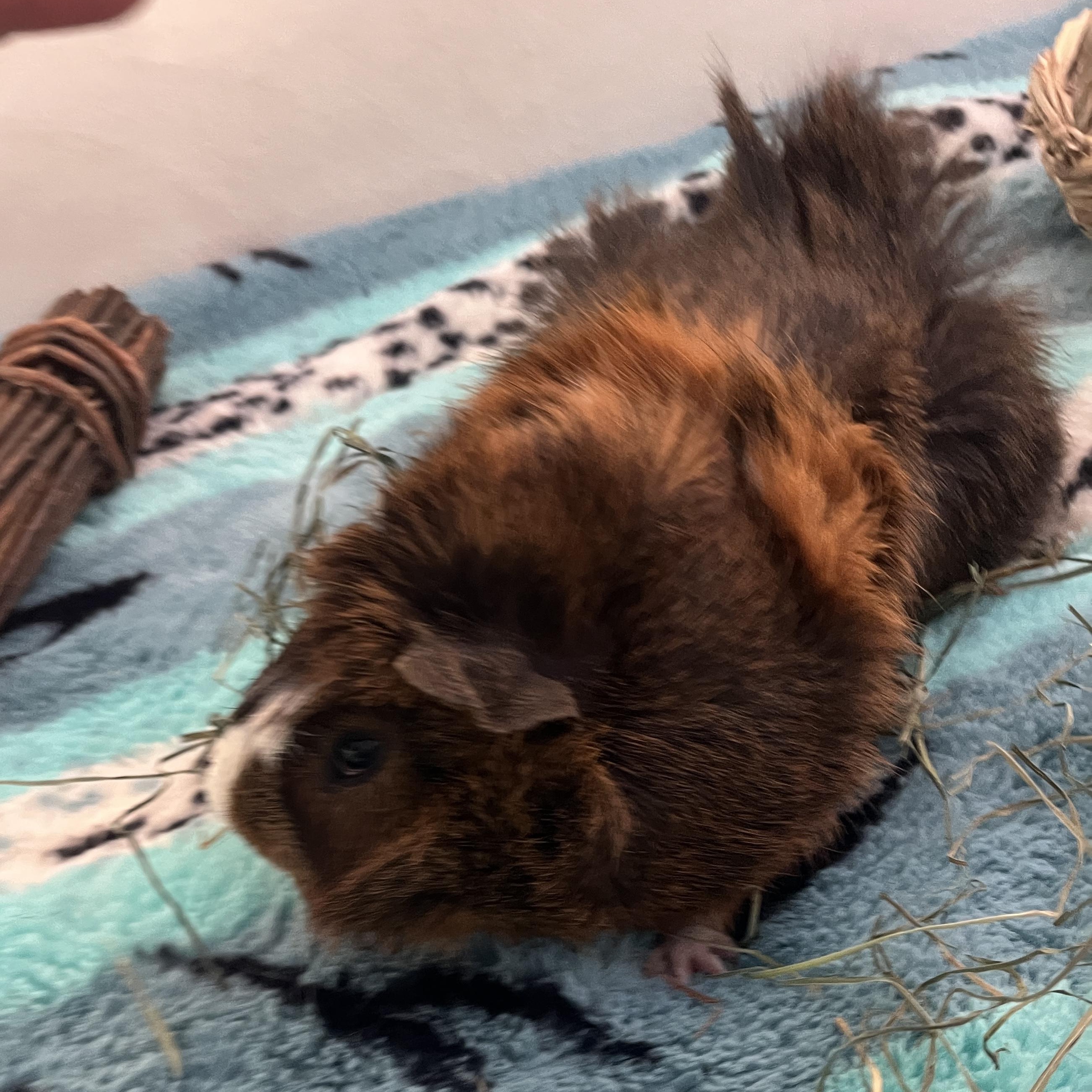 Hamlet, a ADOPTABLE Abyssinian in Oakland, CA image 3/6