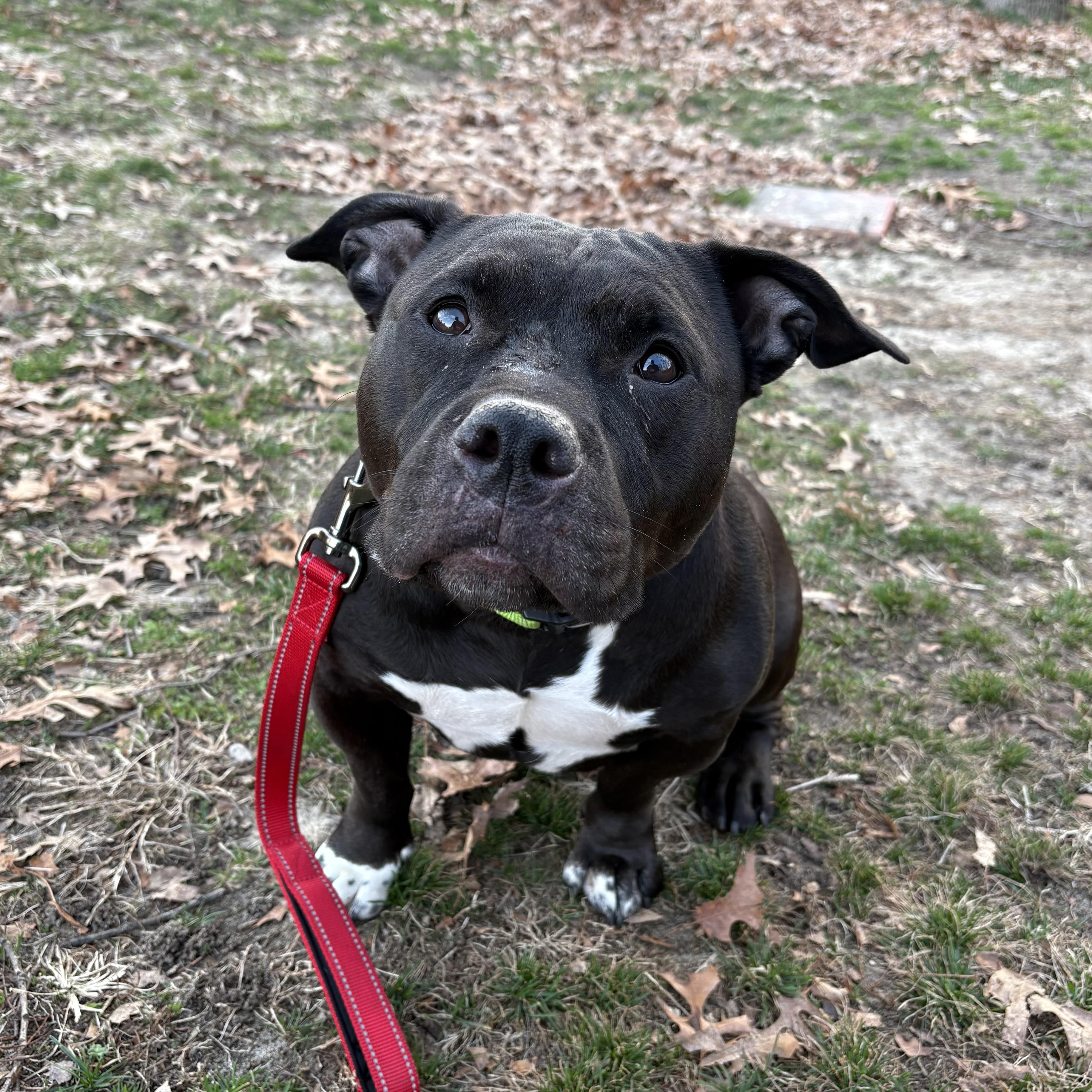 Enlarge Magnolia, a ADOPTABLE mixed breed in Eatontown, NJ image 6/6