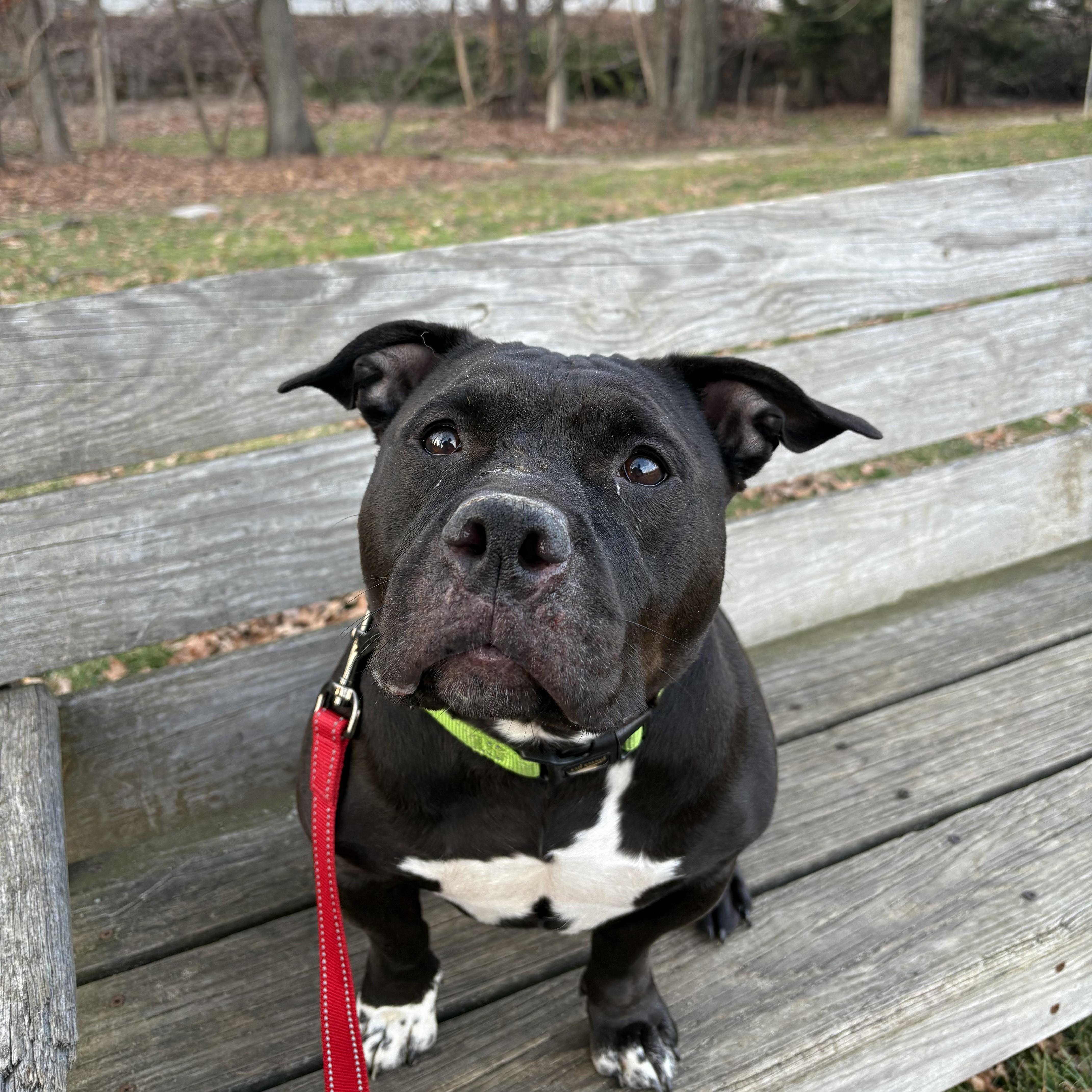 Enlarge Magnolia, a ADOPTABLE mixed breed in Eatontown, NJ image 2/6