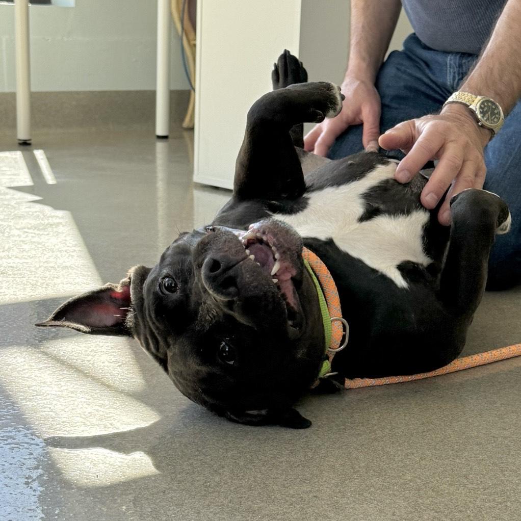 Enlarge Magnolia, a ADOPTABLE mixed breed in Eatontown, NJ image 4/6