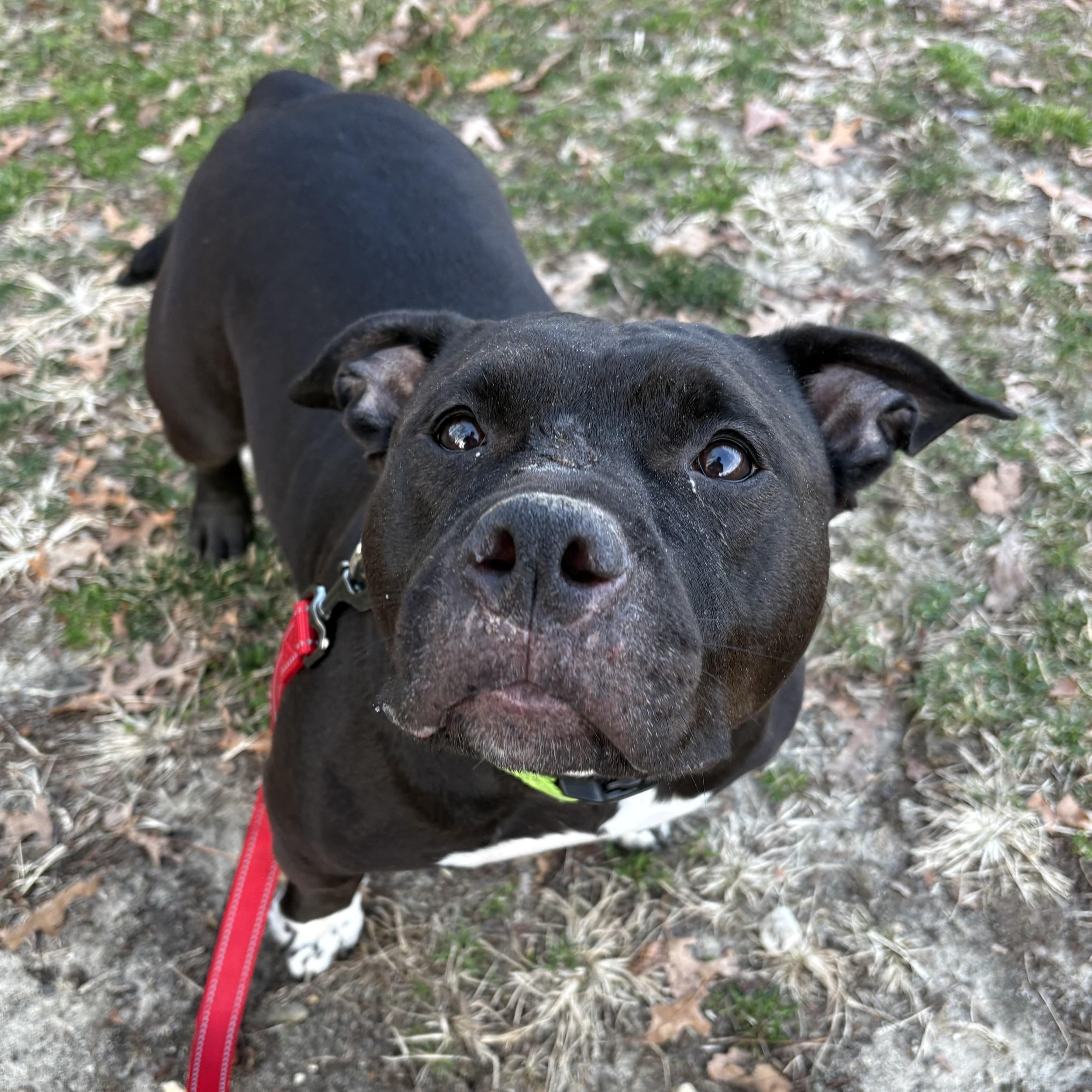 Enlarge Magnolia, a ADOPTABLE mixed breed in Eatontown, NJ image 5/6