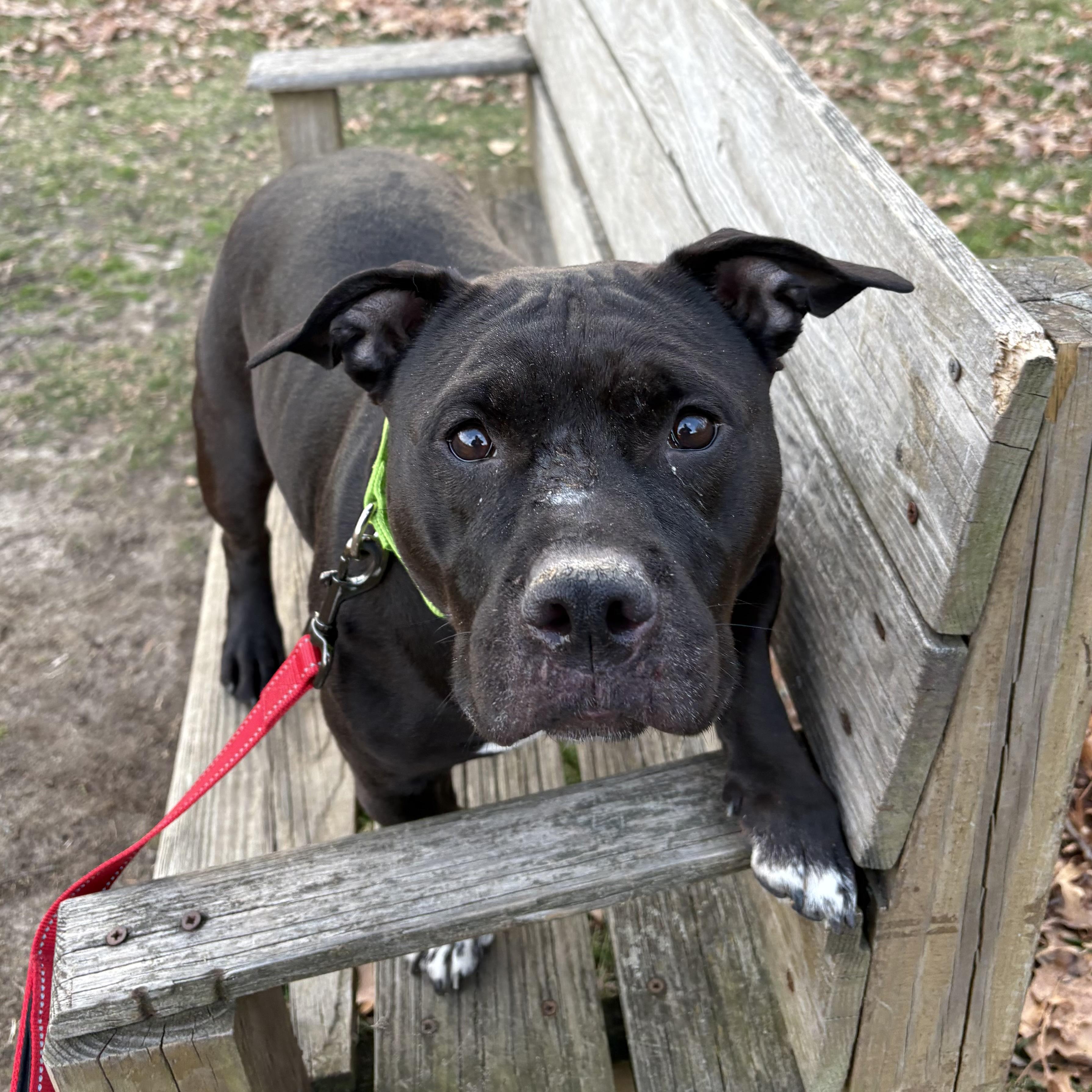 Magnolia, ADOPTABLE, Adult Female Mixed Breed.