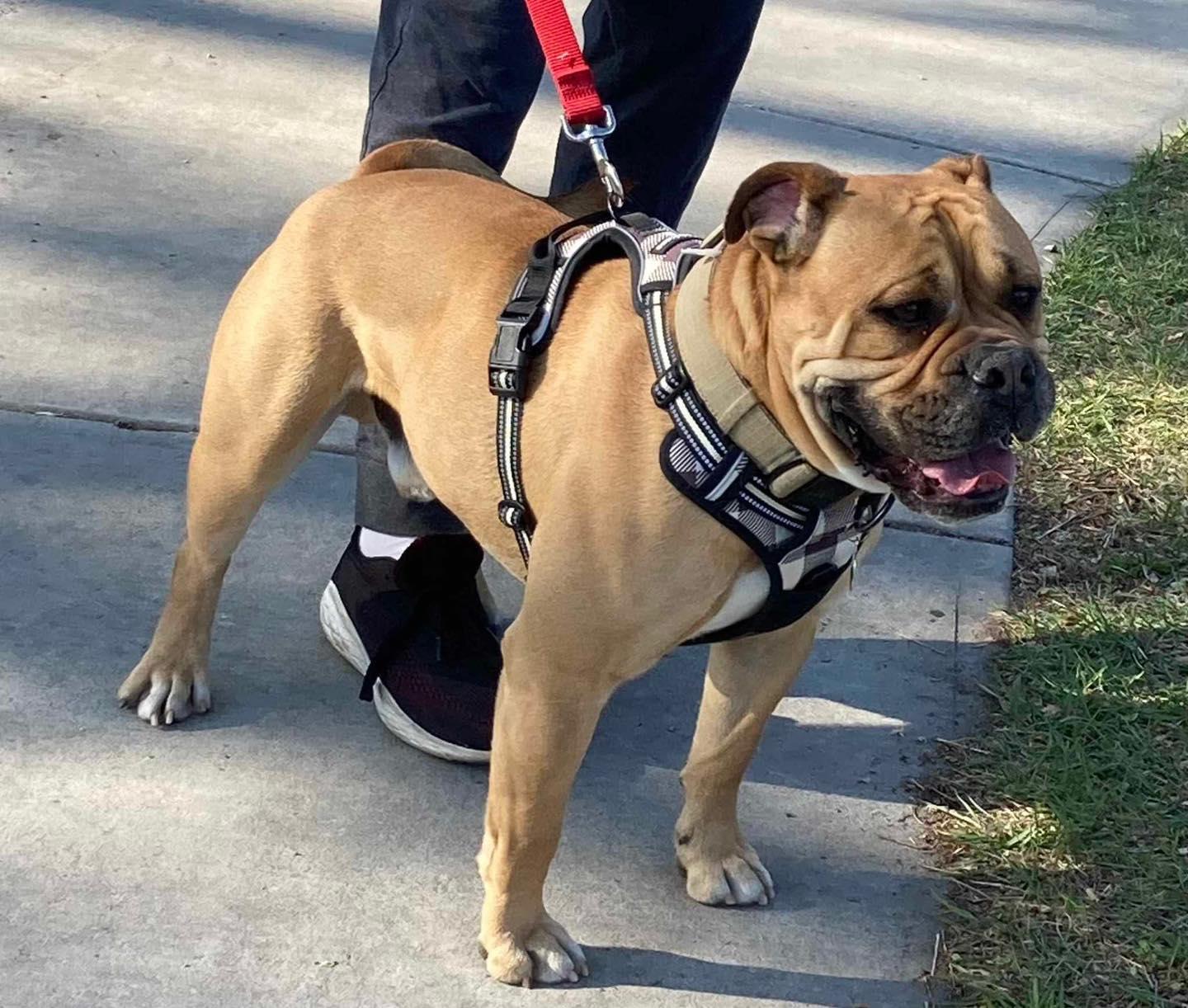 MACKLIN, an adoptable English Bulldog in Calgary, AB, T2Y 3W0 | Photo Image 3