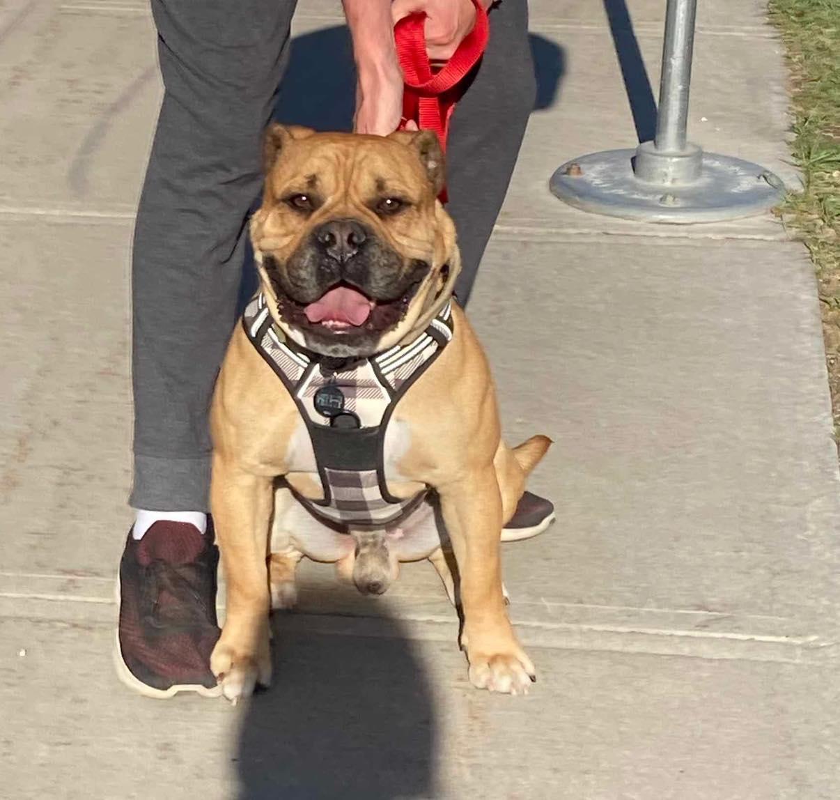 MACKLIN, an adoptable English Bulldog in Calgary, AB, T2Y 3W0 | Photo Image 4