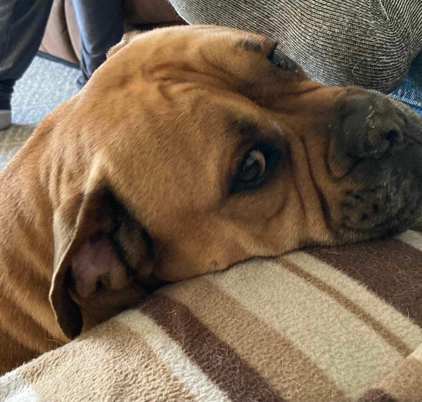 MACKLIN, an adoptable English Bulldog in Calgary, AB, T2Y 3W0 | Photo Image 2