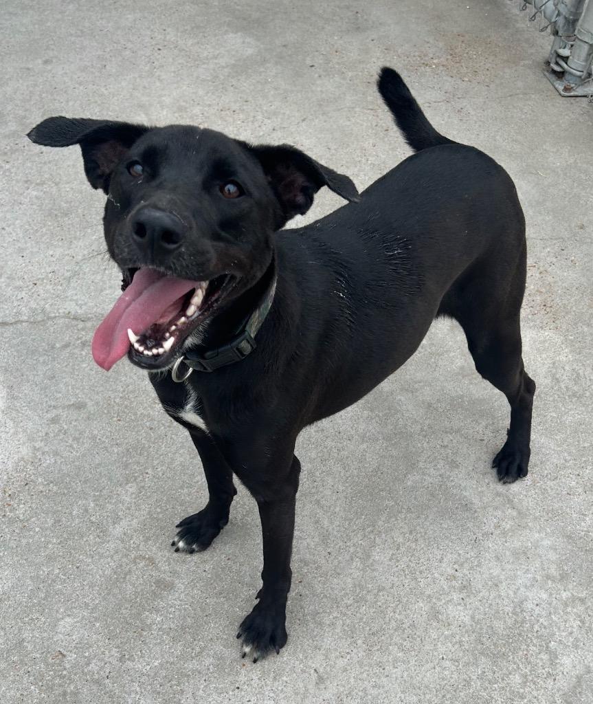Prada, Adoptable, Young Female Labrador Retriever.