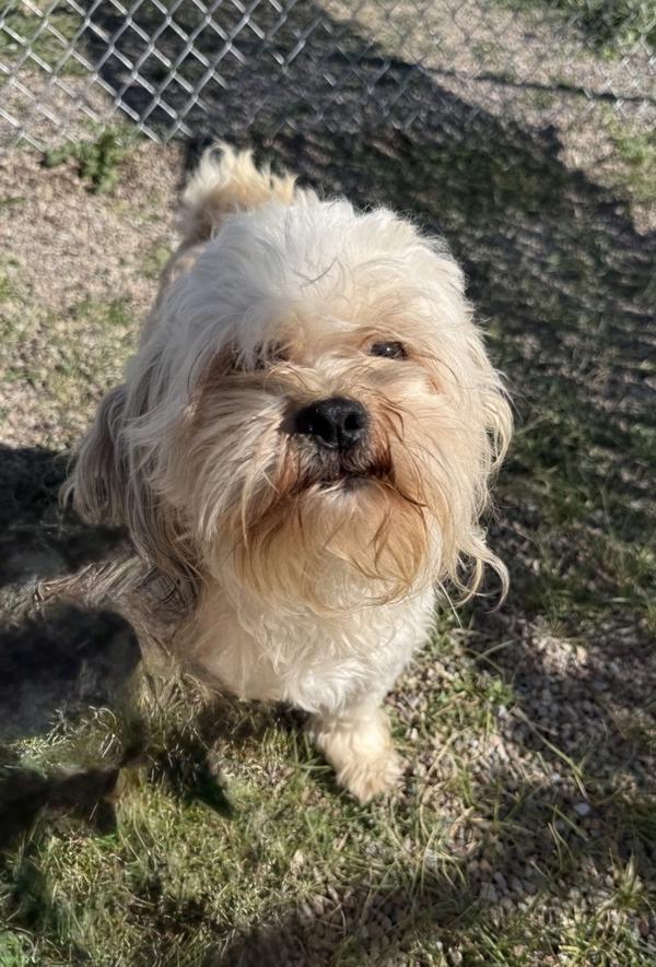 Enlarge Oogway, a Adoptable mixed breed in Great Falls, MT image 1/3
