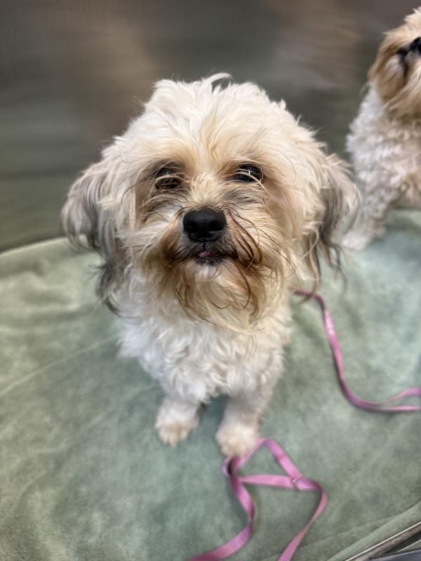 Enlarge Oogway, a Adoptable mixed breed in Great Falls, MT image 2/3