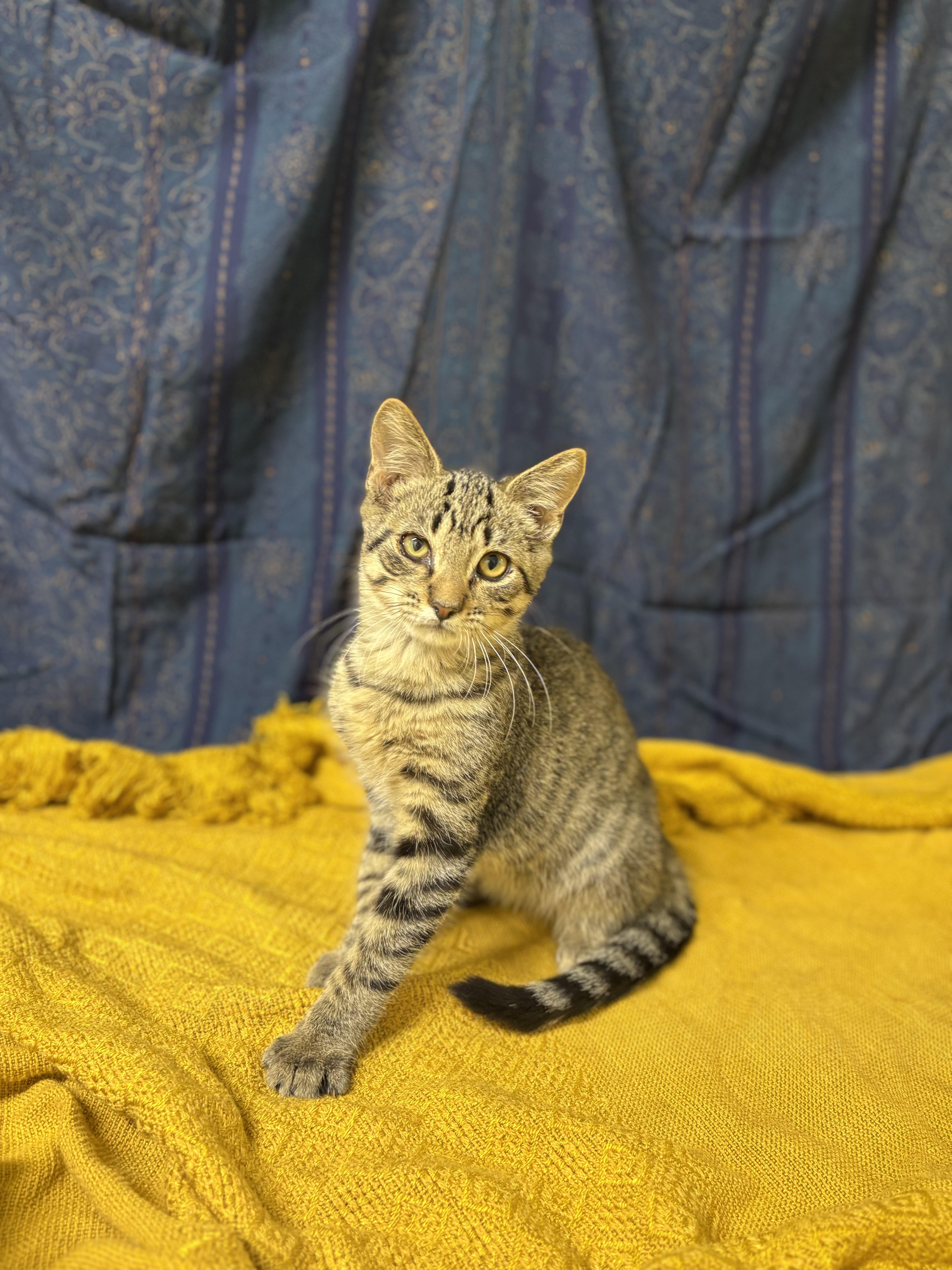 Enlarge Jasper, a Adopted mixed breed in Upper Sandusky, OH image 2/3