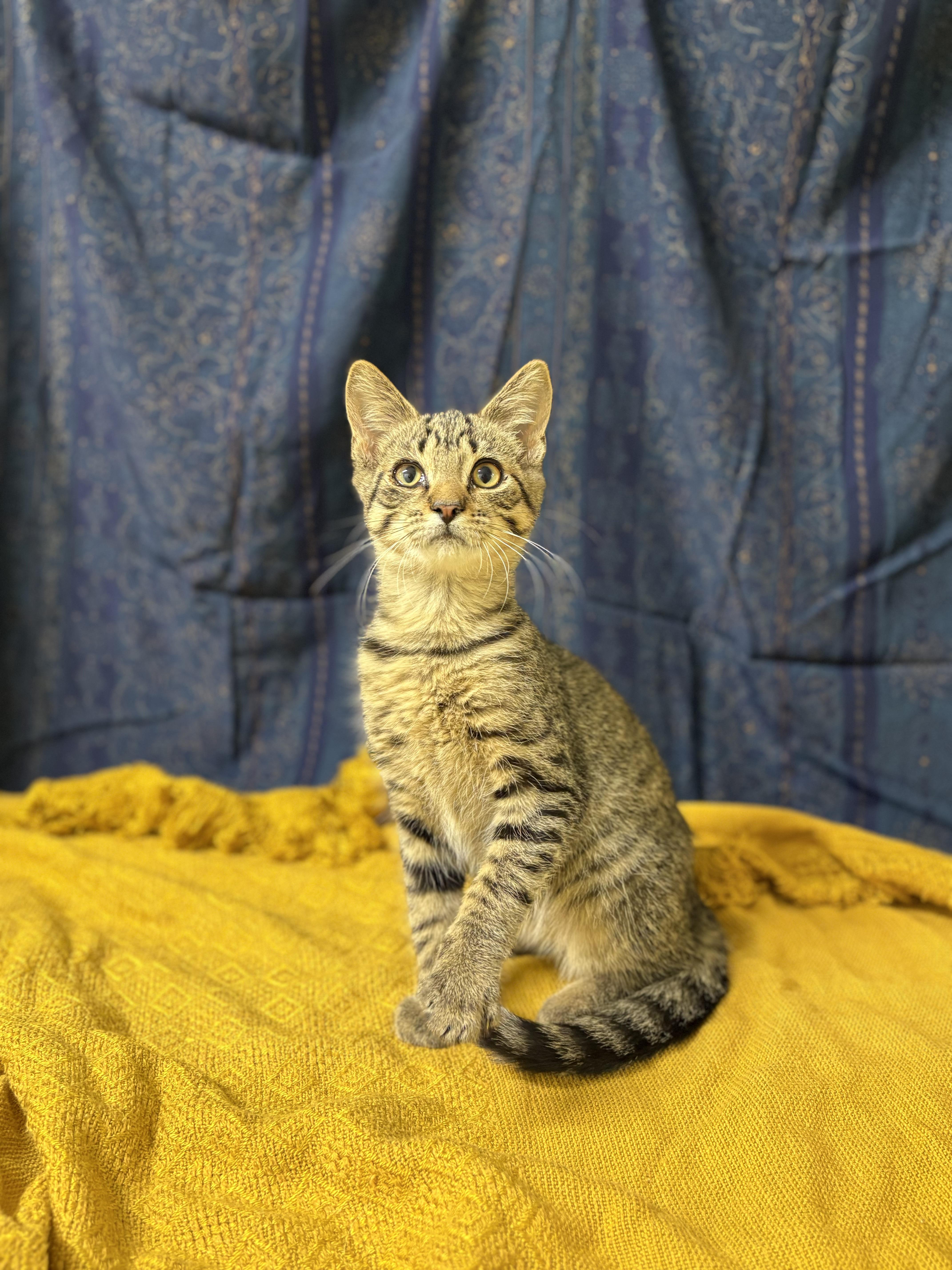 Jasper, Adopted, Young Male Domestic Short Hair.