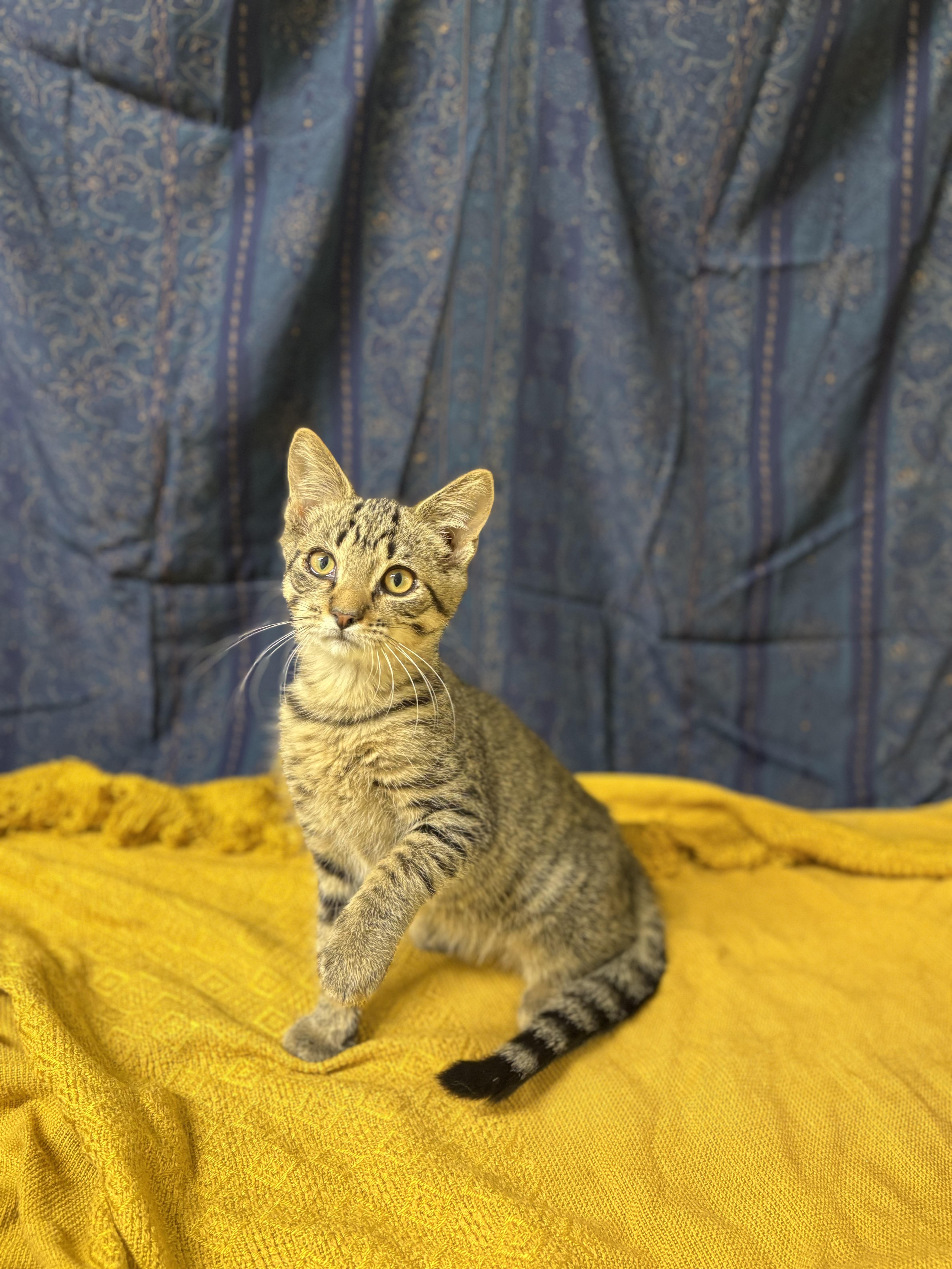 Enlarge Jasper, a Adopted mixed breed in Upper Sandusky, OH image 3/3