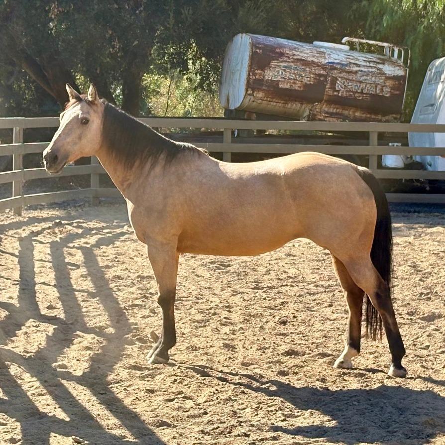 Enlarge Maddie, a Adoptable Quarterhorse in Ojai, CA image 1/1