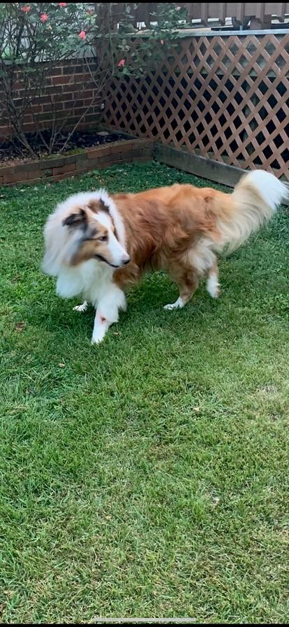 Dobie, Adoptable, Adult Male Shetland Sheepdog / Sheltie.