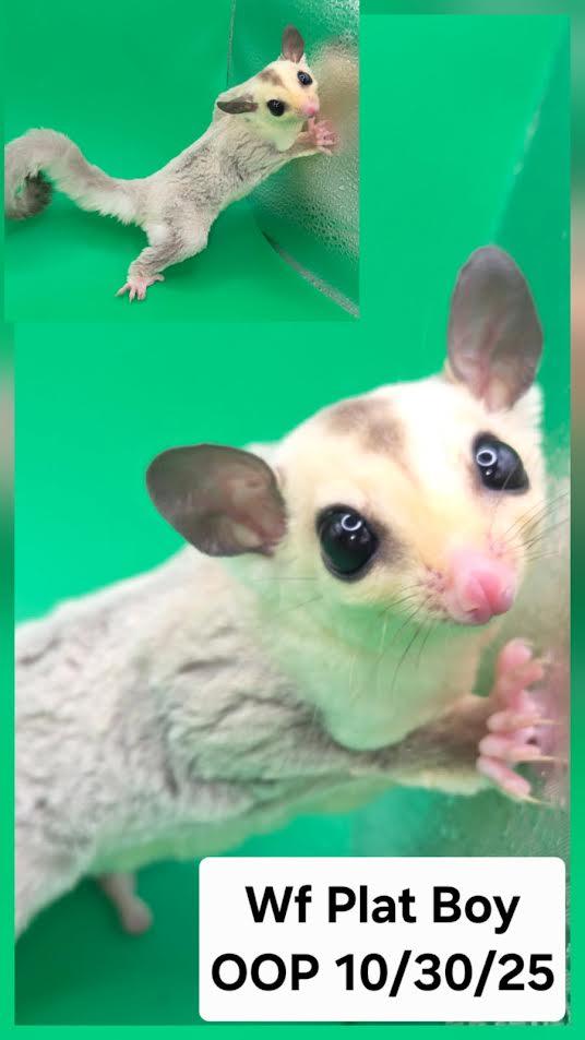 Enlarge Dove, a Adoptable Sugar Glider in South Elgin, IL image 1/1