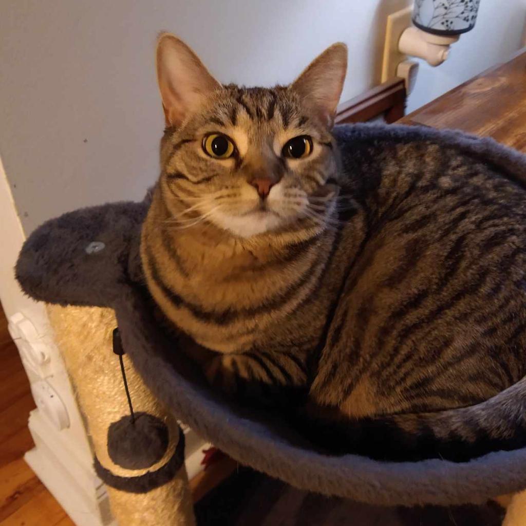 Enlarge Ren, a Adoptable American Shorthair in Reisterstown, MD image 1/3