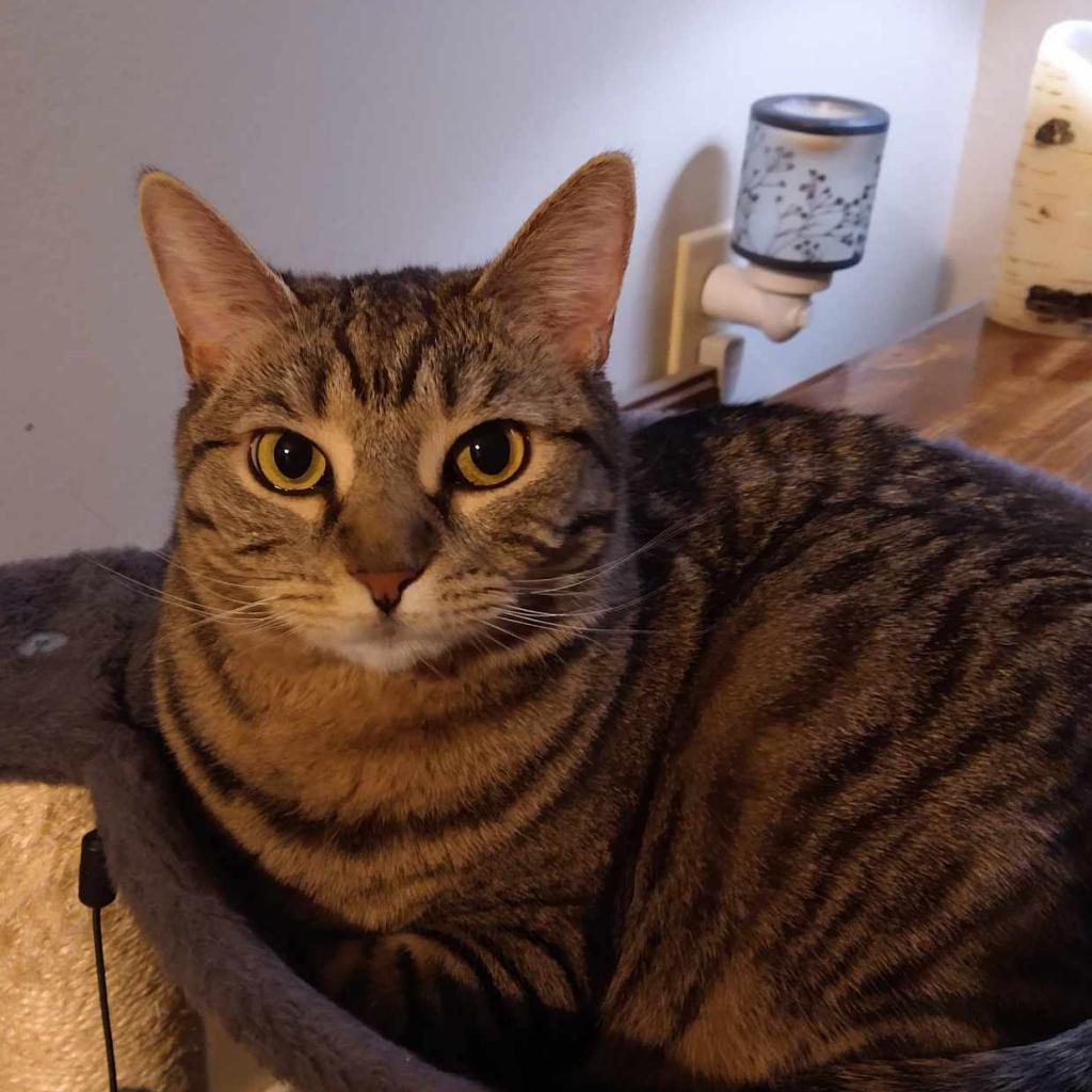 Enlarge Ren, a Adoptable American Shorthair in Reisterstown, MD image 2/3