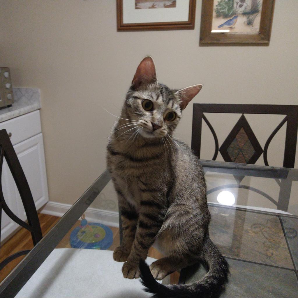 Enlarge Ren, a Adoptable American Shorthair in Reisterstown, MD image 3/3