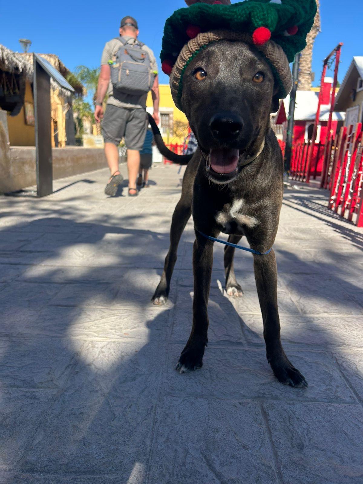 Tilly, an adoptable Mixed Breed in Nopolo, BCS, 23887 | Photo Image 1