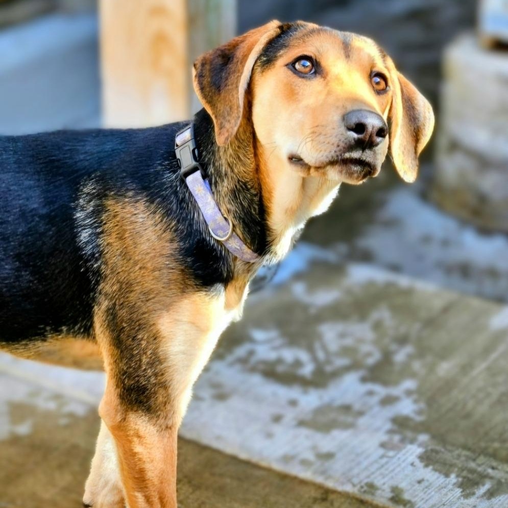 Shelby(REDUCED FEE!), a hold mixed breed in Chicago, IL image 3/6