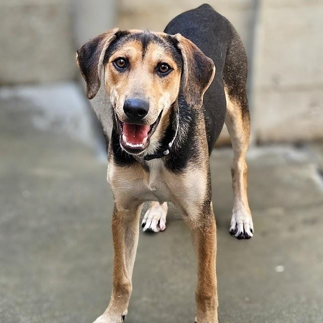 Shelby(REDUCED FEE!), a hold mixed breed in Chicago, IL image 1/6