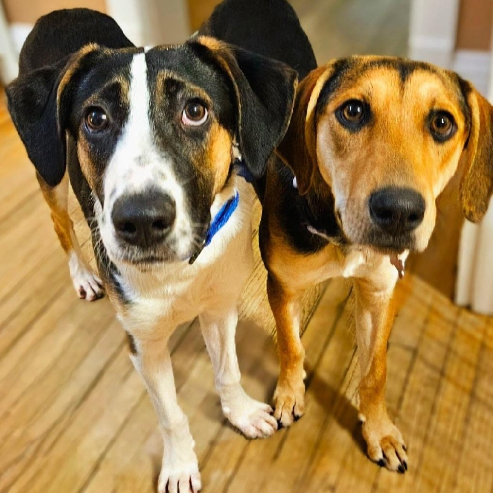 Shelby(REDUCED FEE!), a hold mixed breed in Chicago, IL image 6/6