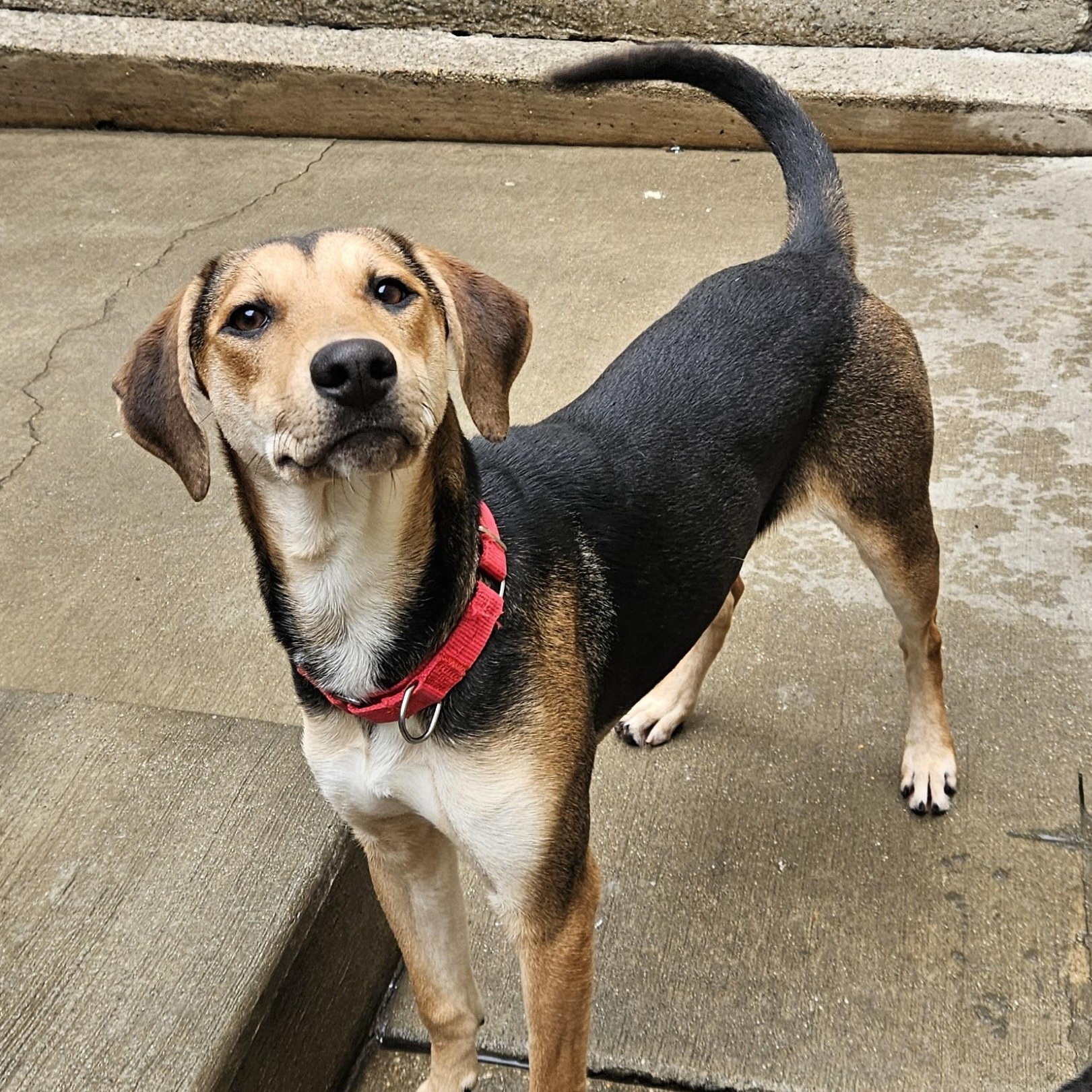 Shelby(REDUCED FEE!), a hold mixed breed in Chicago, IL image 2/6