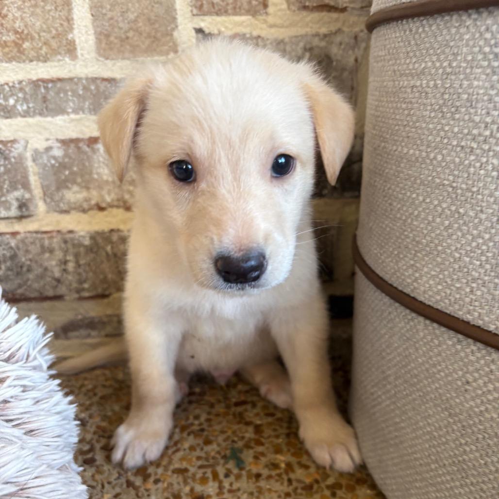 Rogue, Adoptable, Puppy Male Golden Retriever & Labrador Retriever.