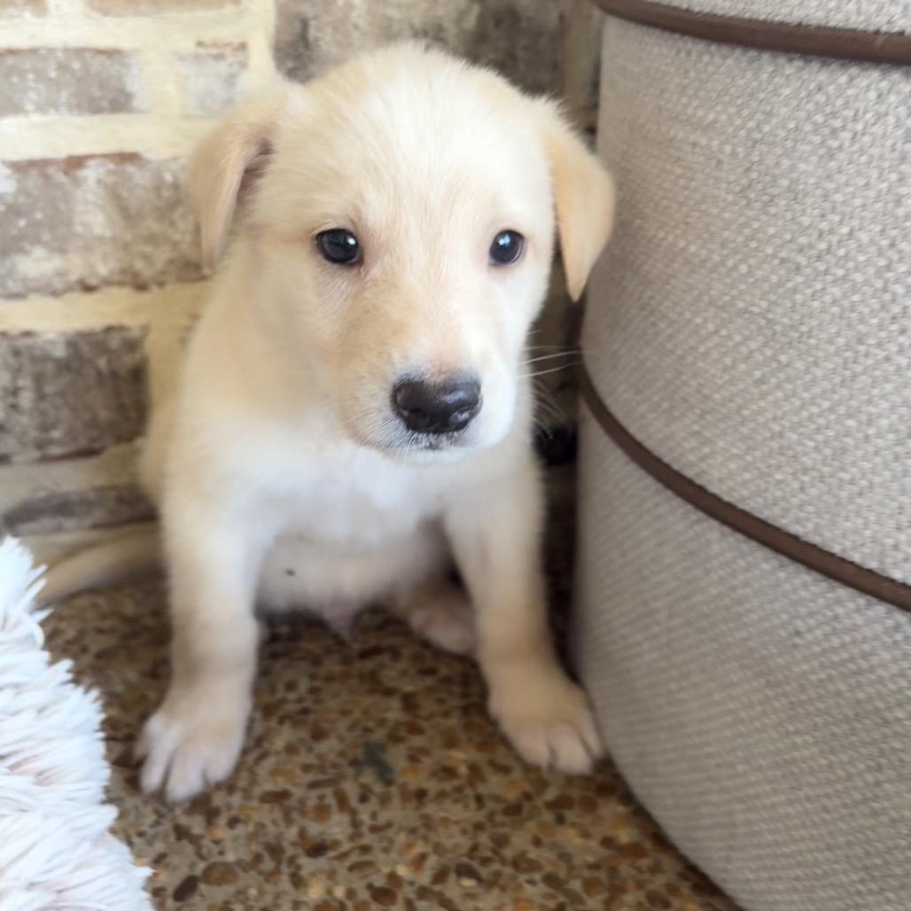 Enlarge Rogue, a Adoptable mixed breed in Cordova, TN image 2/5