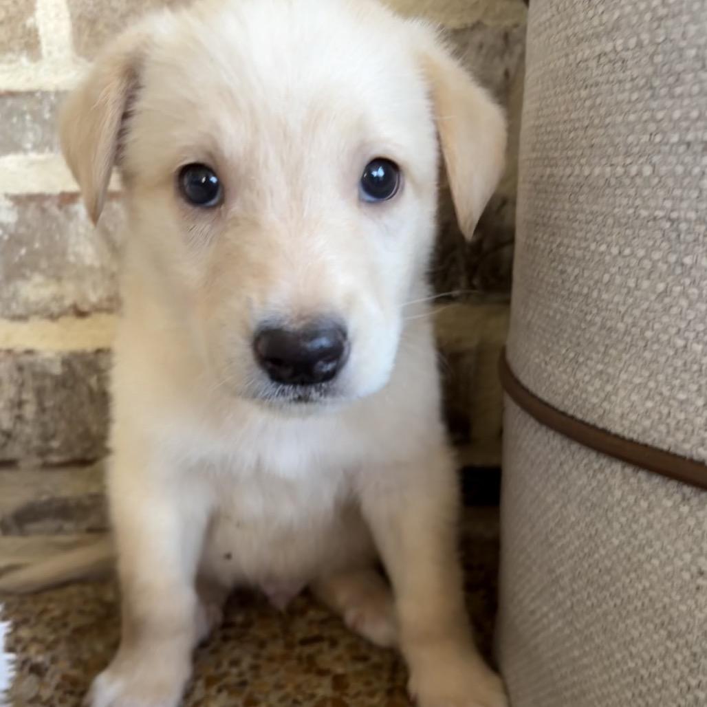 Enlarge Rogue, a Adoptable mixed breed in Cordova, TN image 4/5